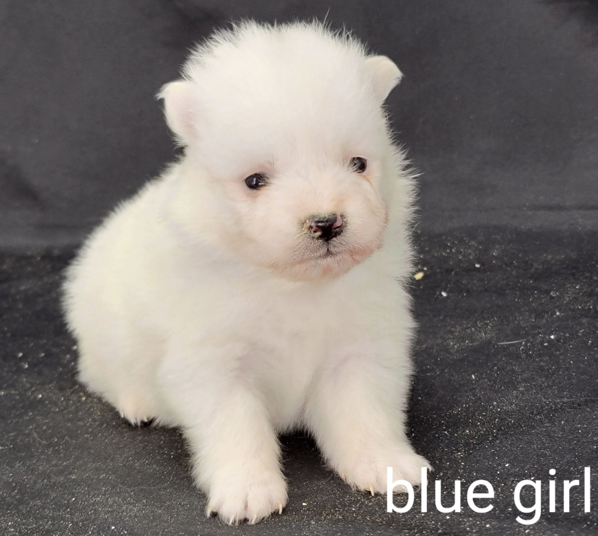 blue girl UKC, a female American Eskimo for sale in Ashley, IN – Photo 2 of 2