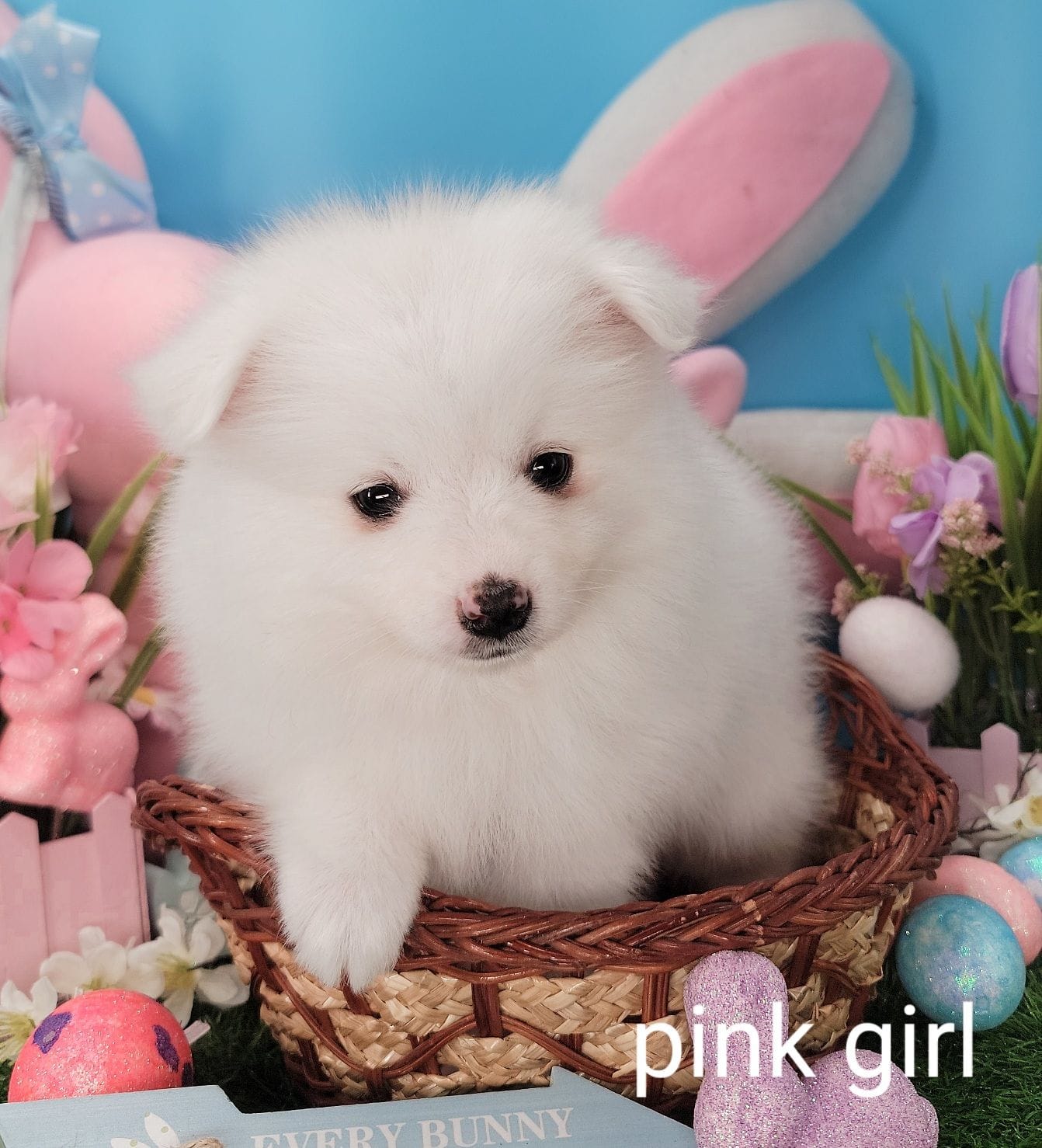 Pink UKC – American Eskimo puppy for sale in Ashley, IN