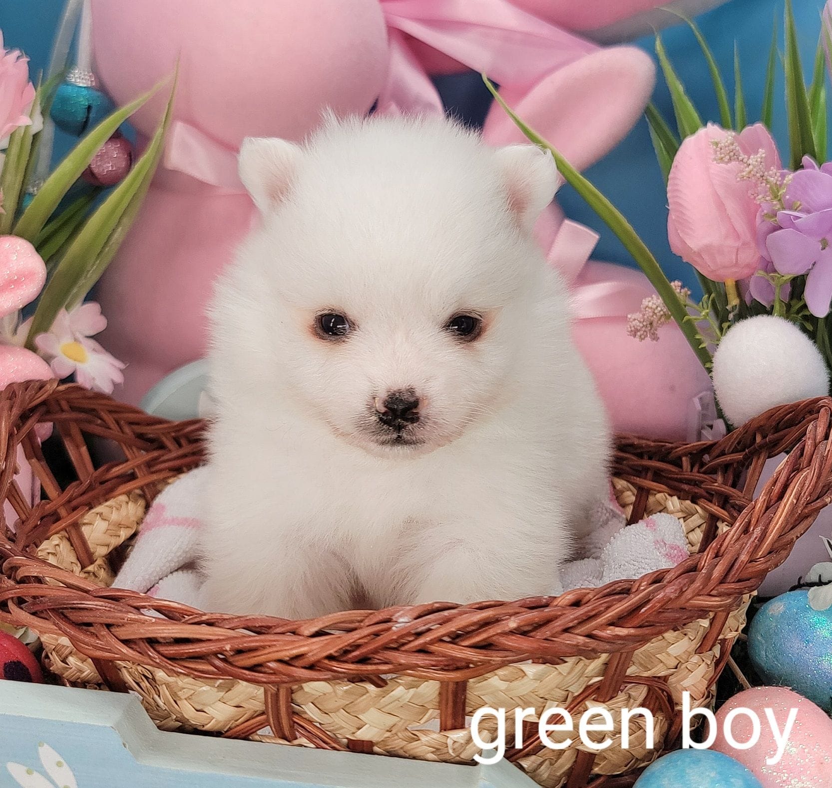 Green boy UKC – American Eskimo puppy for sale in Ashley, IN