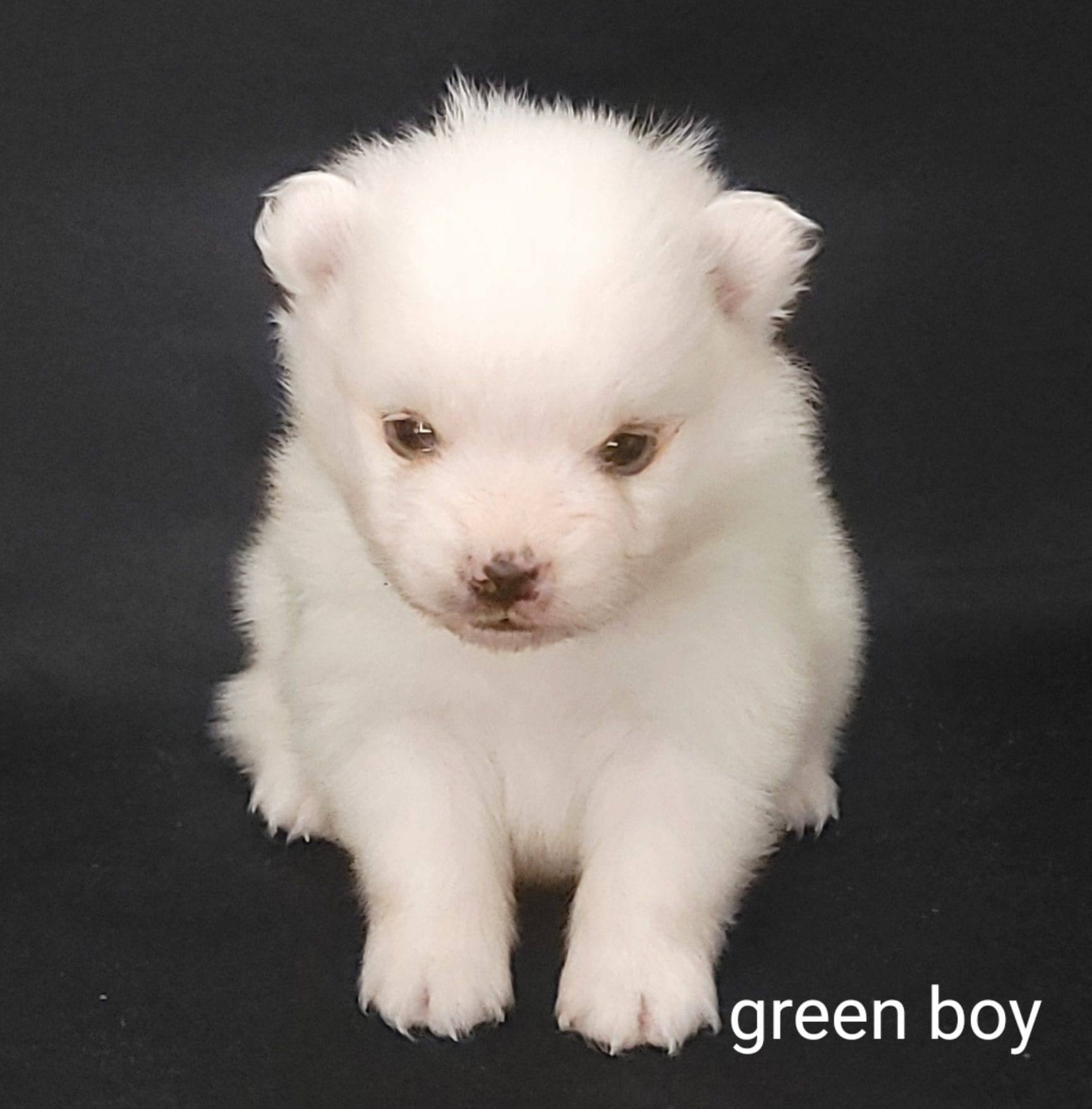Green boy UKC – American Eskimo puppy for sale in Ashley, IN