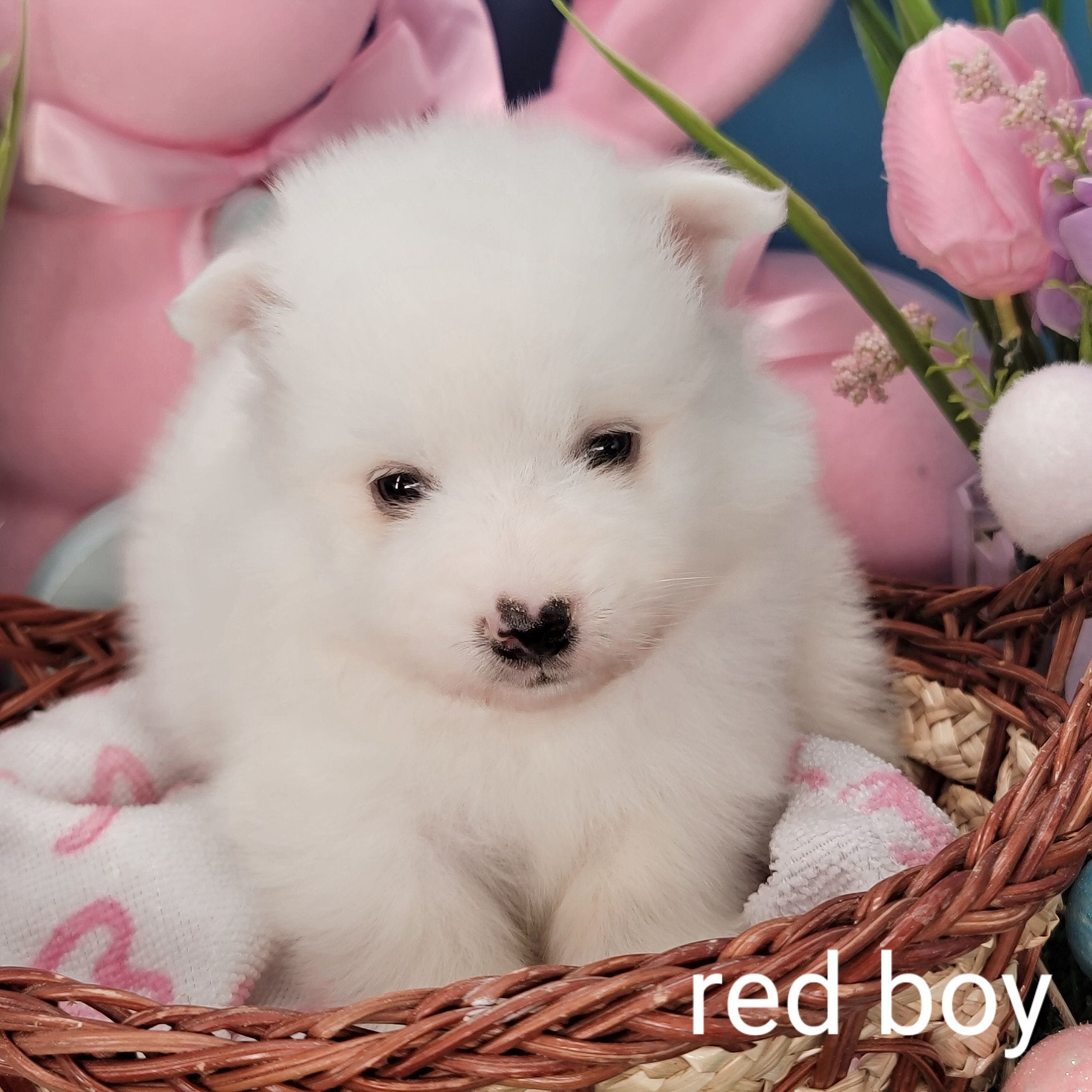 red Boy UKC – American Eskimo puppy for sale in Ashley, IN