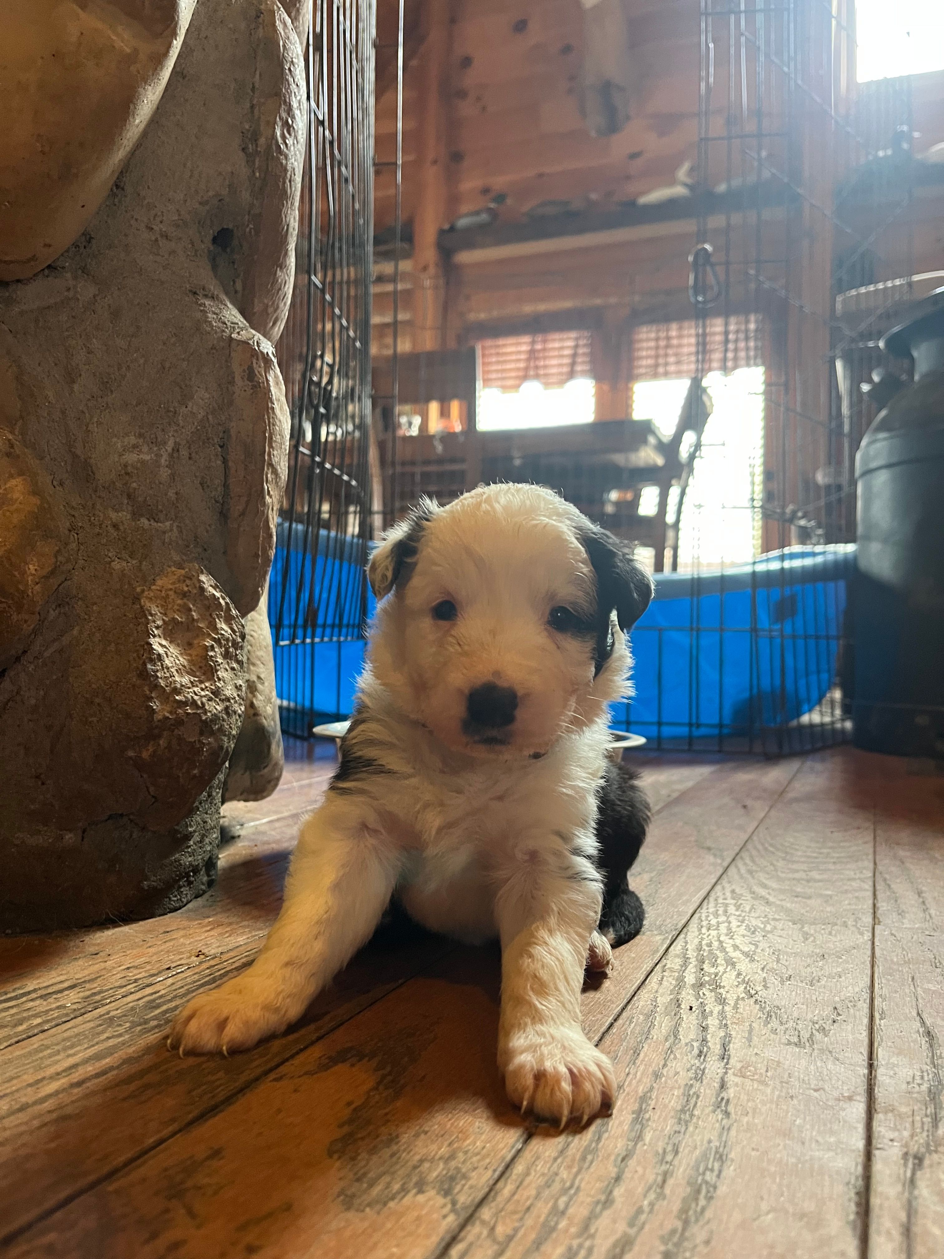 Willie – Border Collie puppy for sale in Darlington, MD