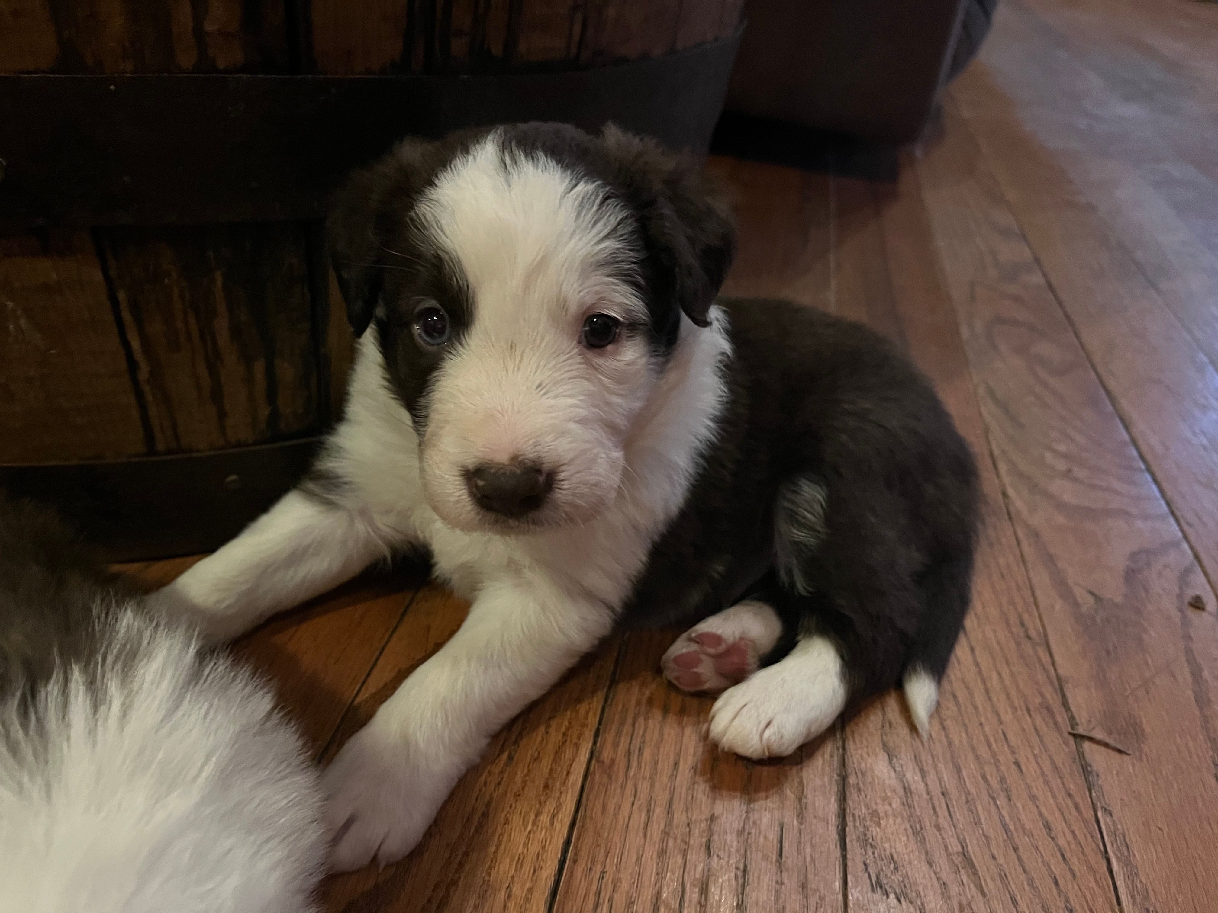 Waylon – Border Collie puppy for sale in Darlington, MD