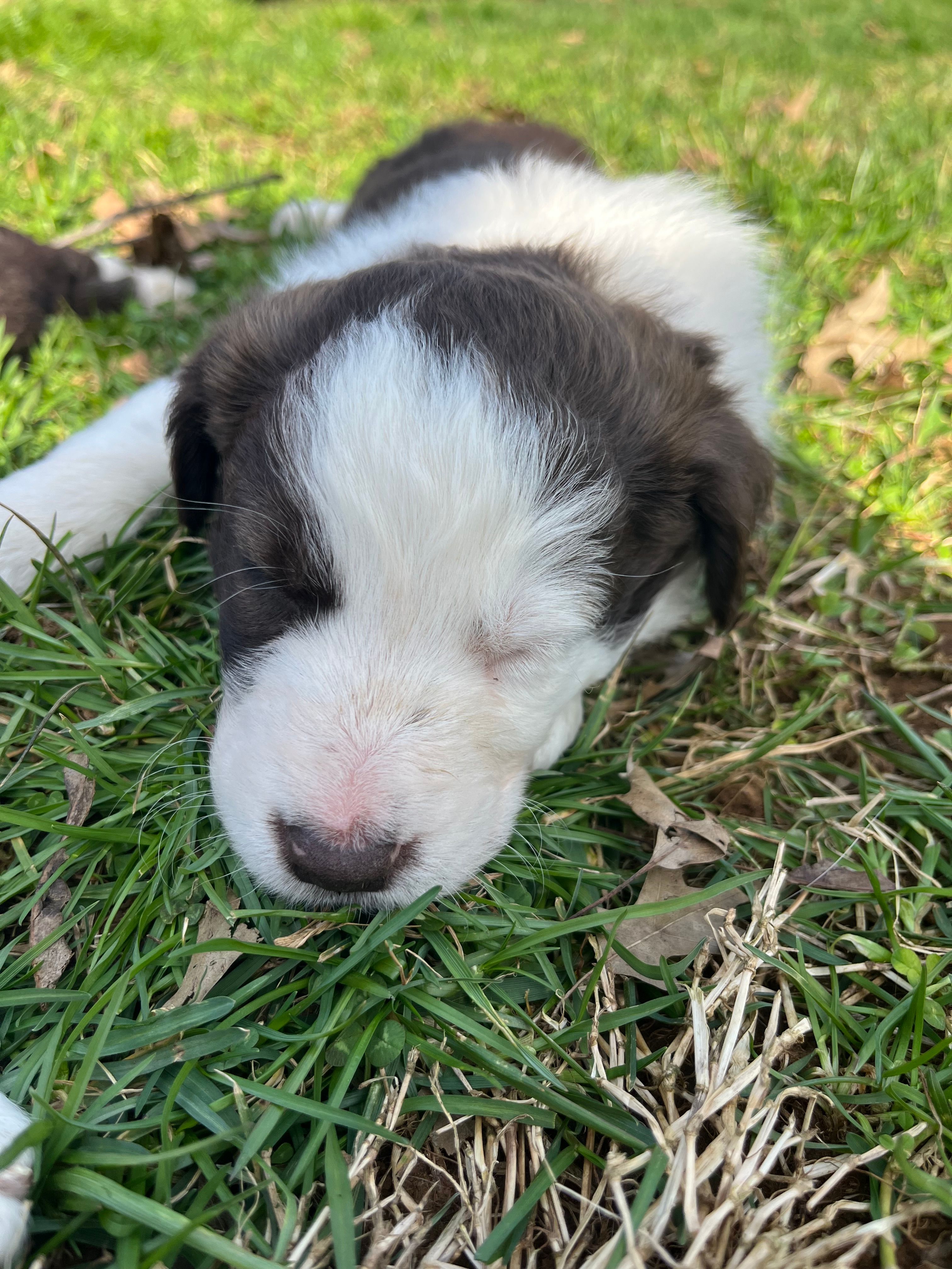 Waylon – Border Collie puppy for sale in Darlington, MD