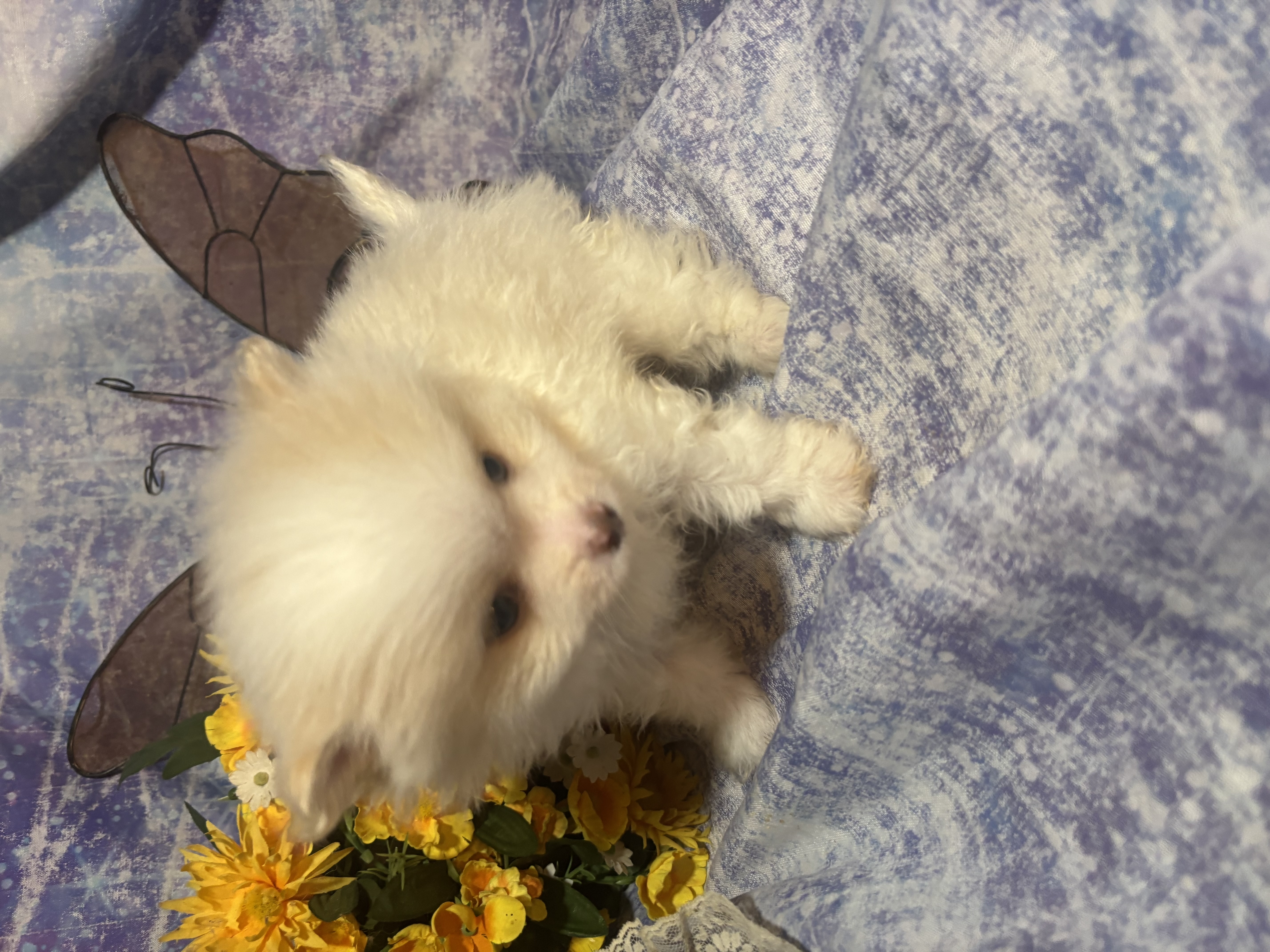 Mr. Chocolate – Pomeranian puppy for sale in West Plains, MO