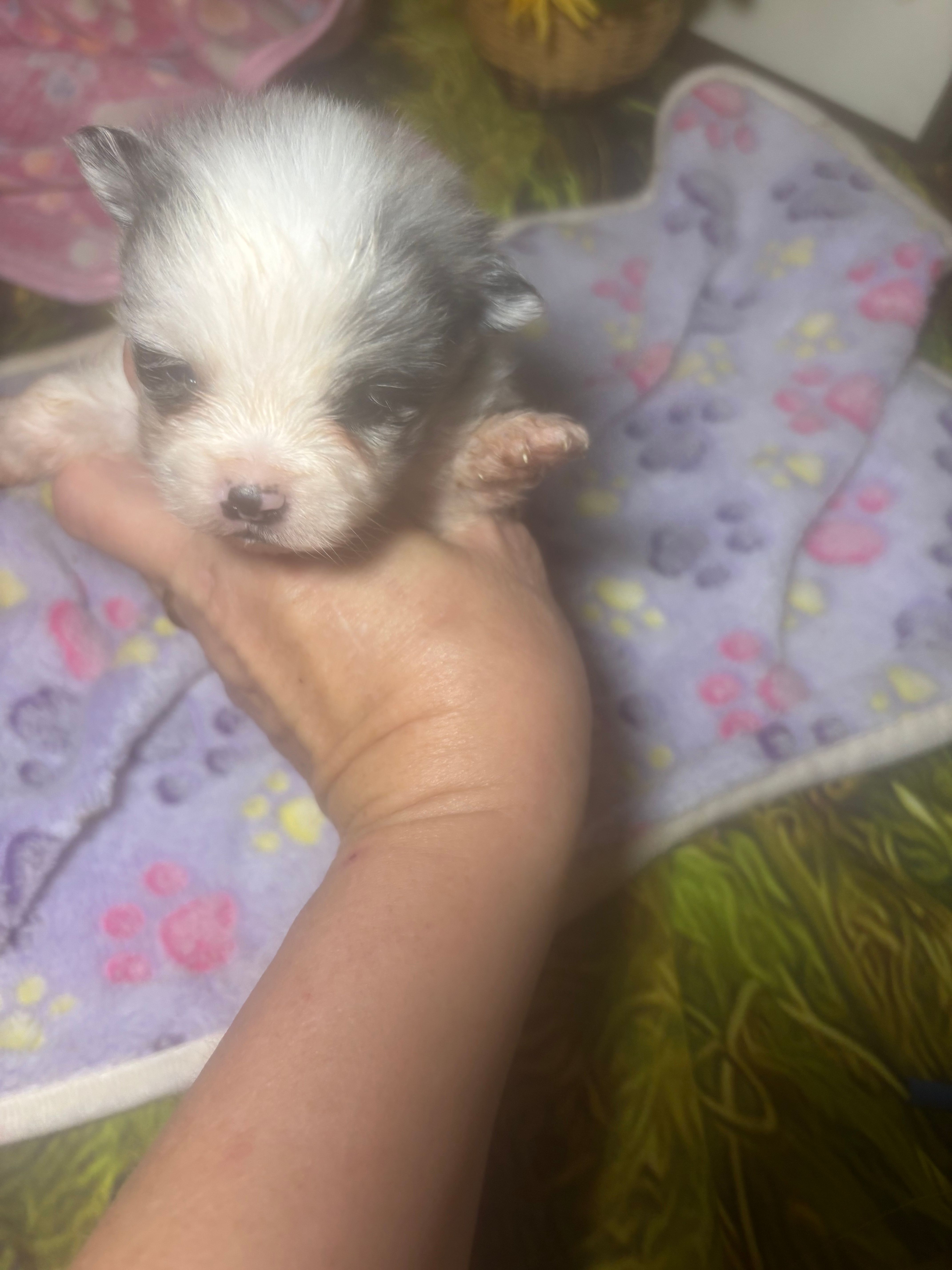 Merely  – Pomeranian puppy for sale in West Plains, MO