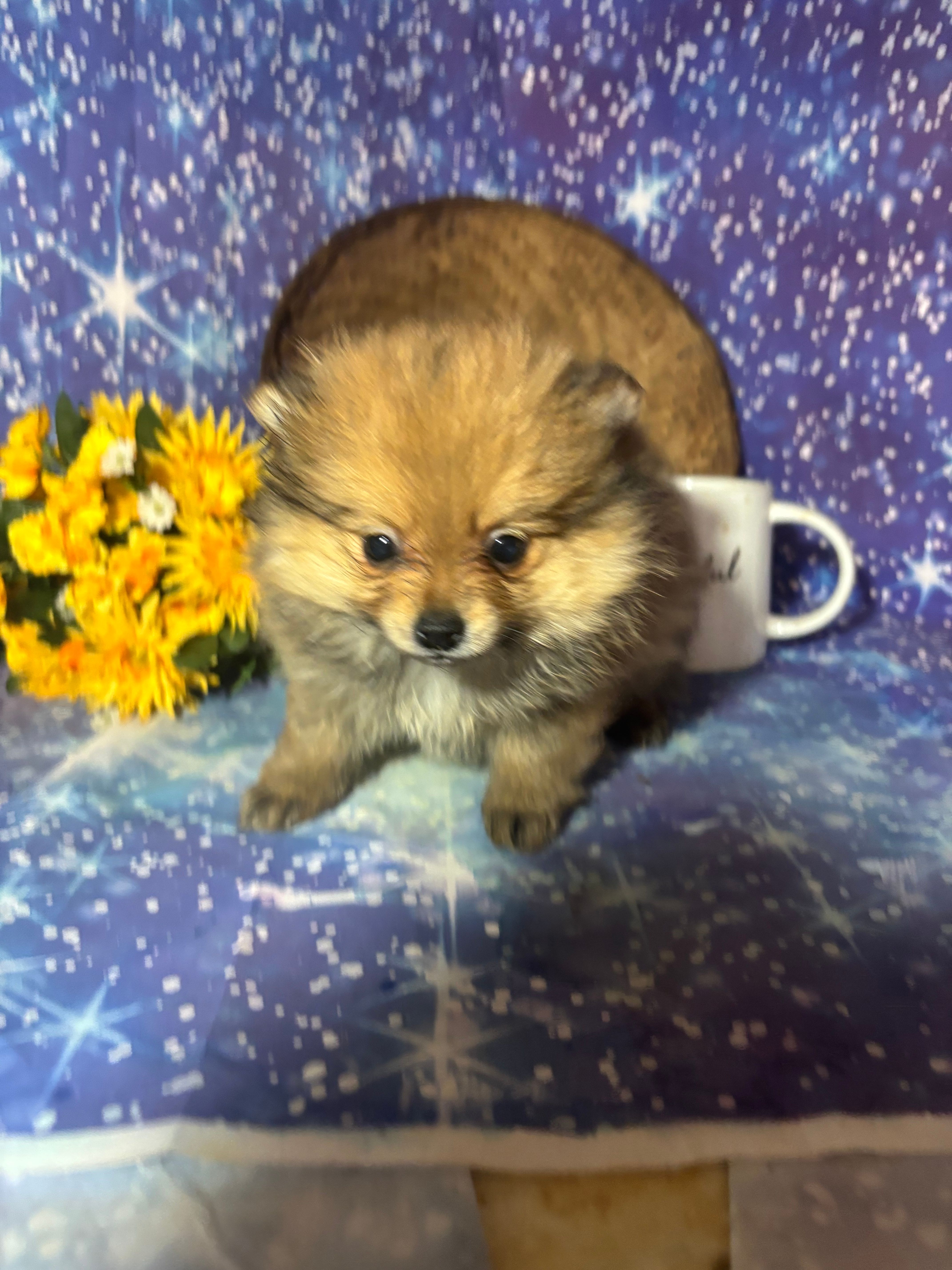 Sam – Pomeranian puppy for sale in West Plains, MO