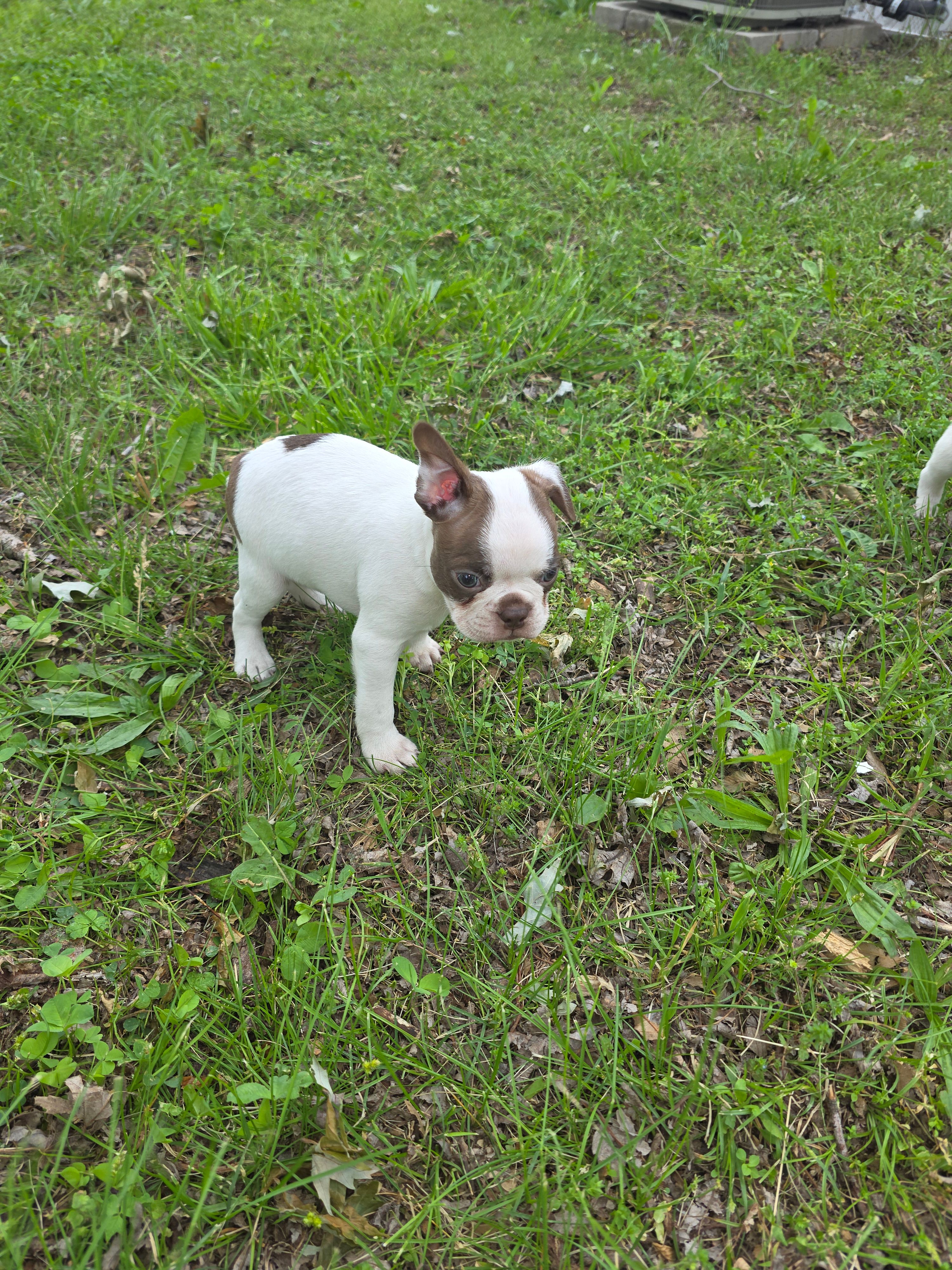 Junior – Boston Terrier puppy for sale in Parsons, KS