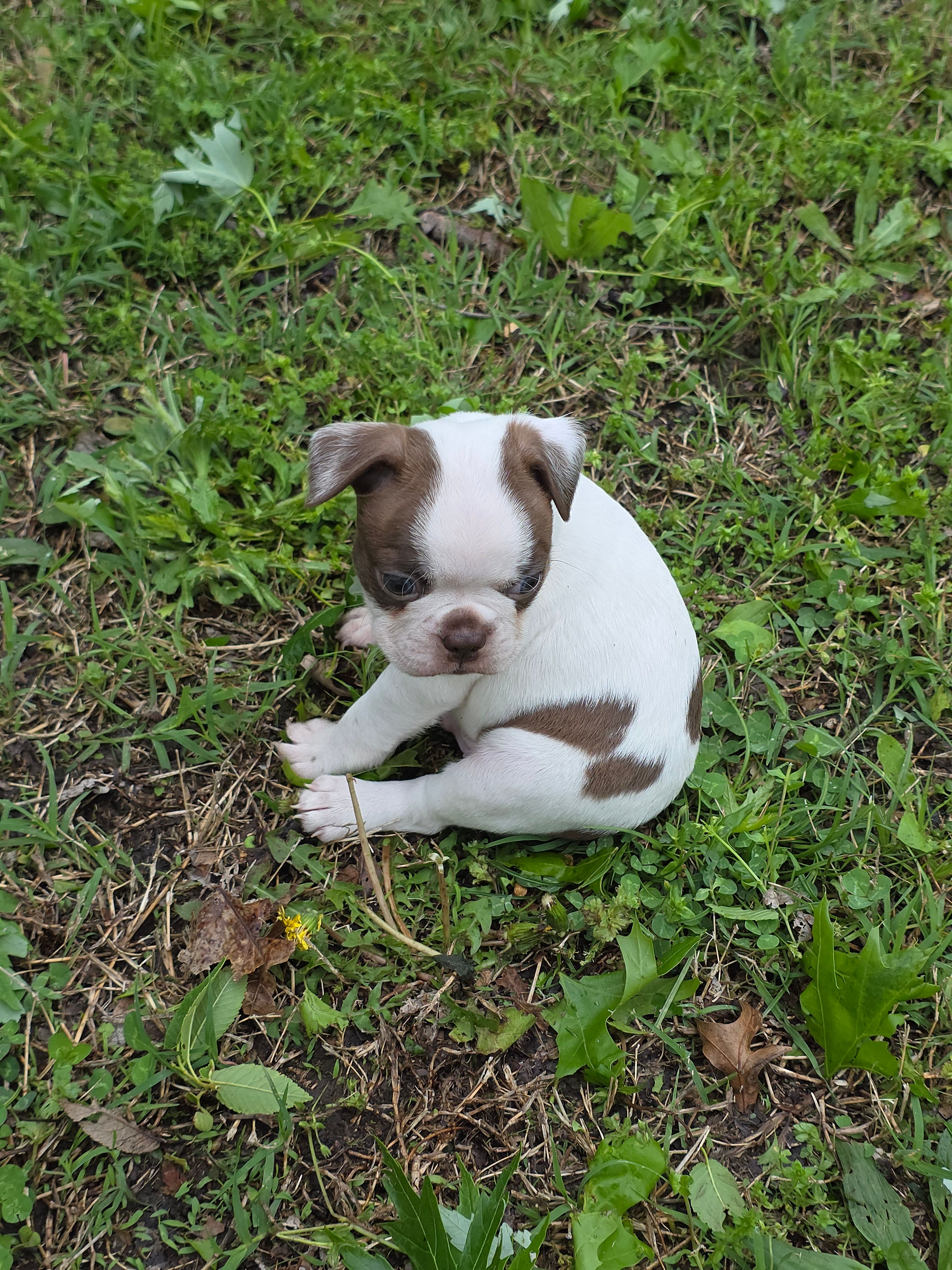 Junior – Boston Terrier puppy for sale in Parsons, KS