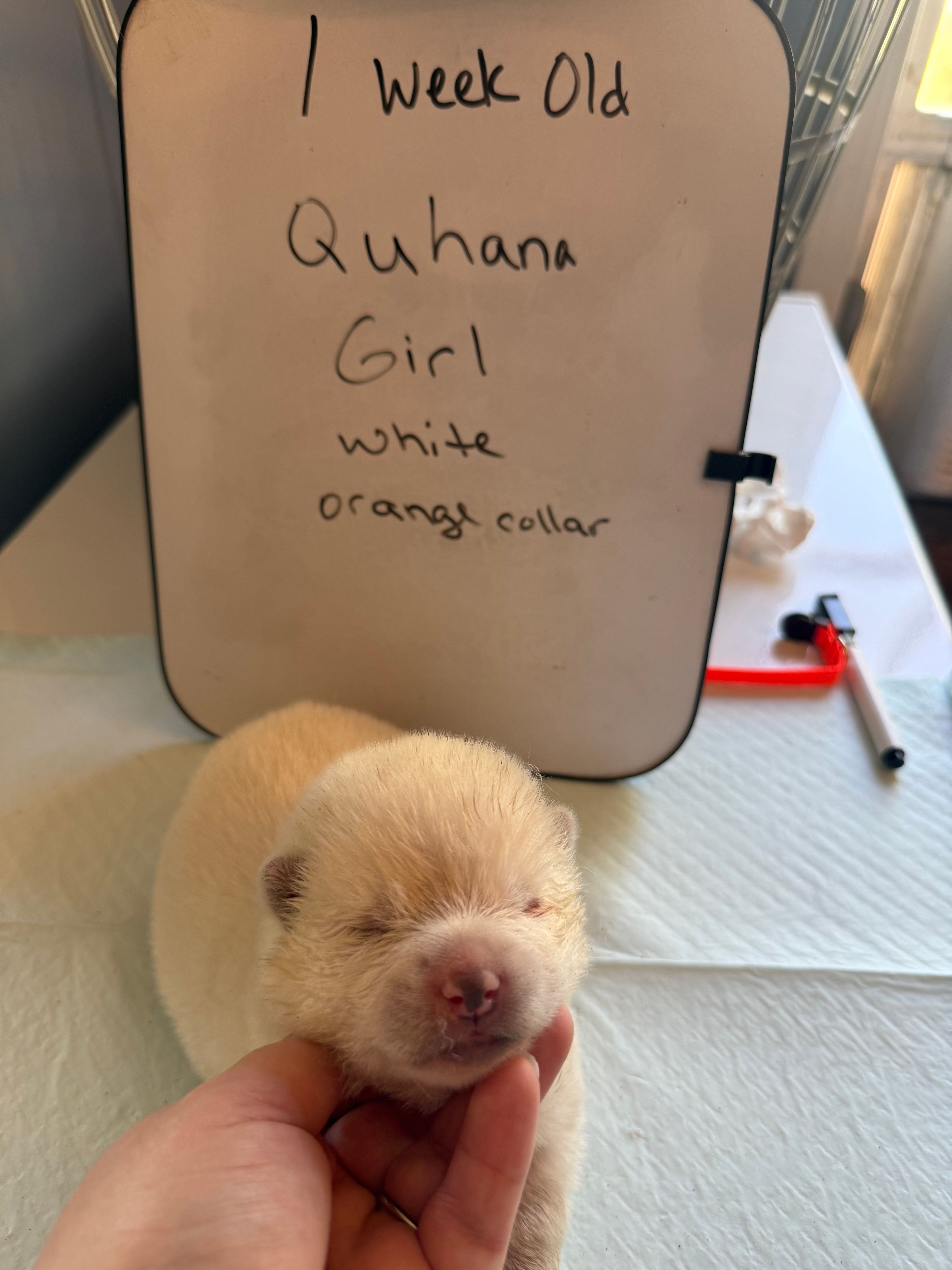 Quhana – Japanese Akita puppy for sale in Hubert, NC