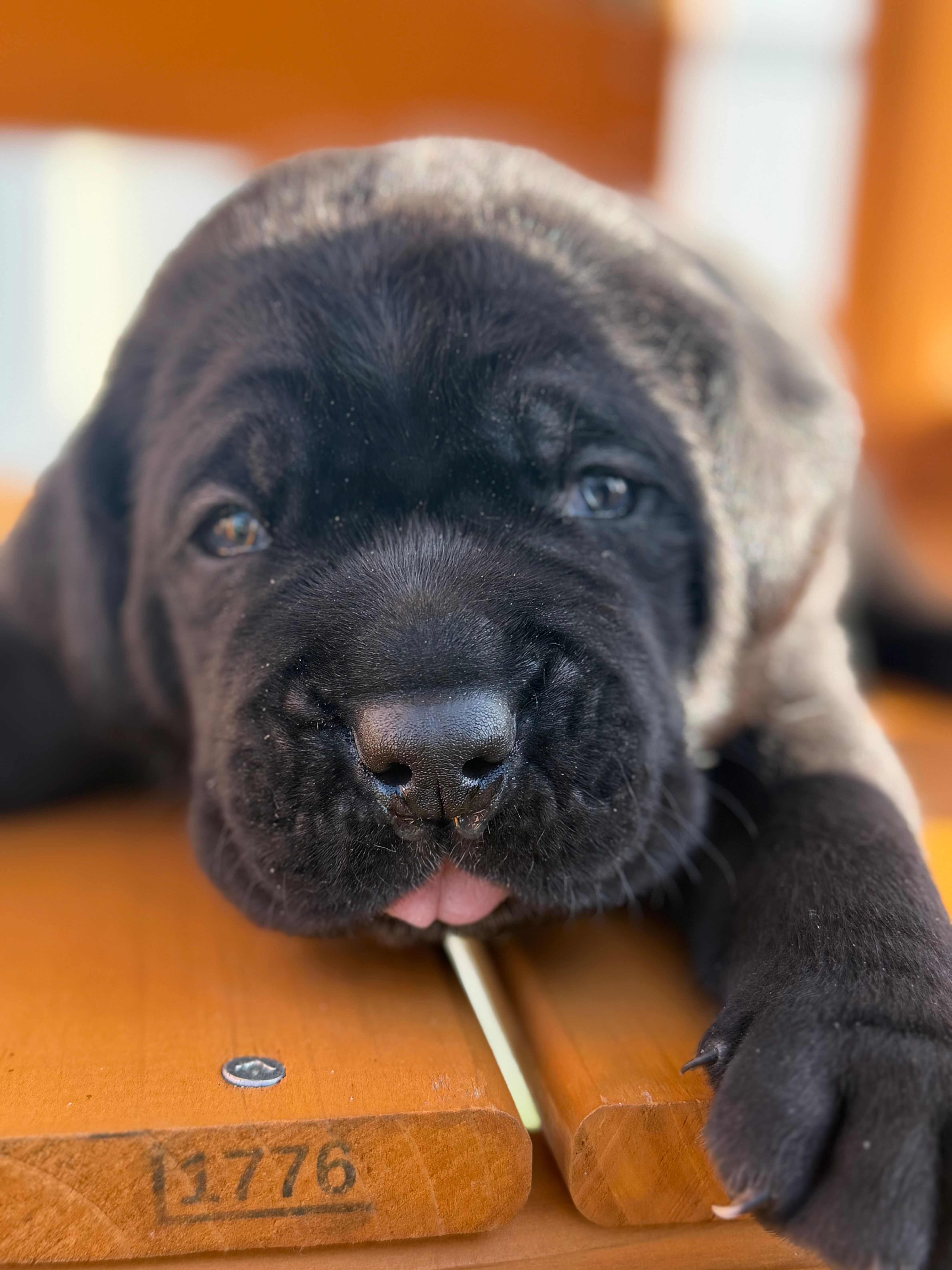 Onyx – Cane Corso puppy for sale in Lehigh Acres, FL