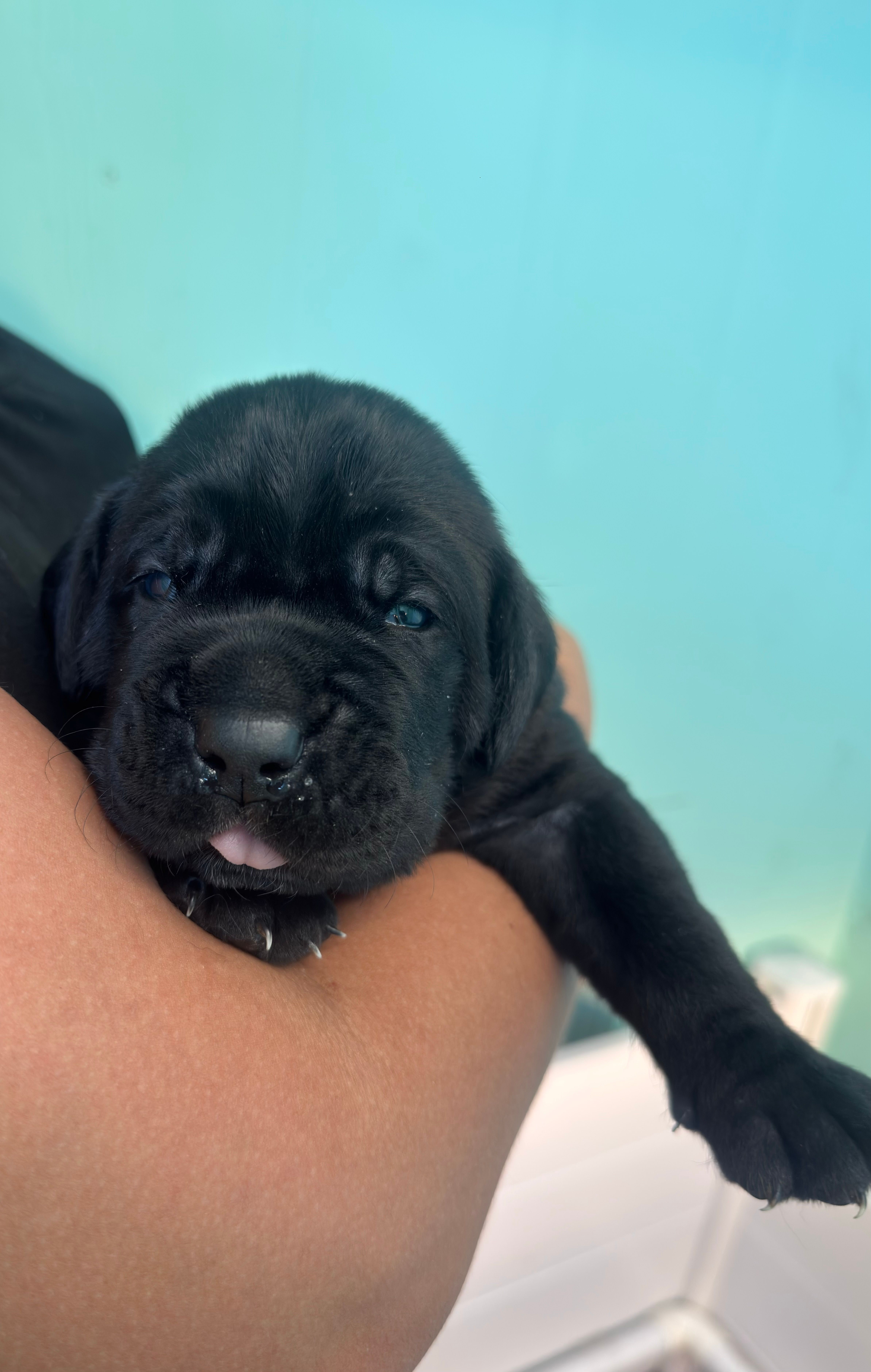 Onyx – Cane Corso puppy for sale in Lehigh Acres, FL