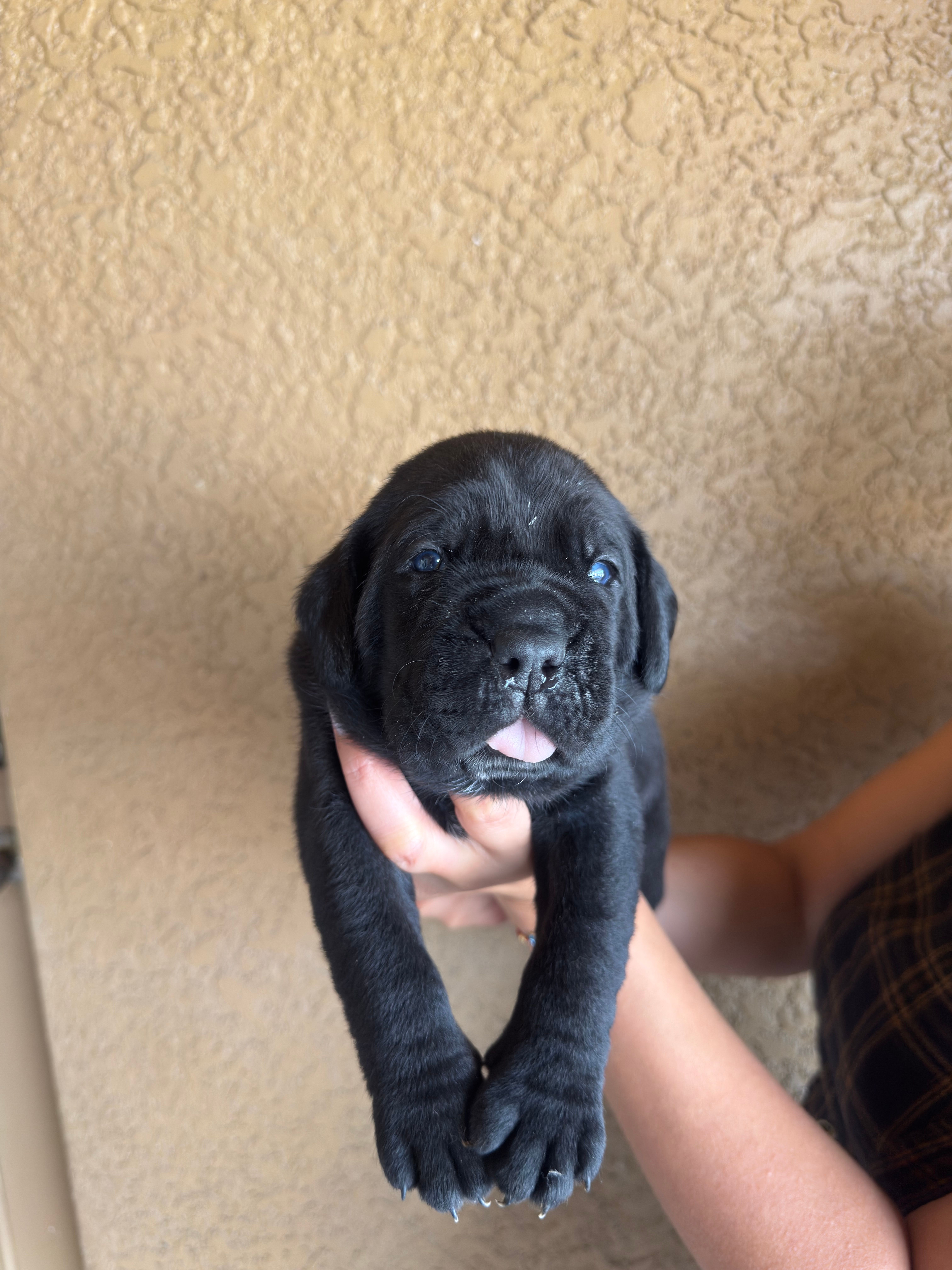 Onyx – Cane Corso puppy for sale in Lehigh Acres, FL