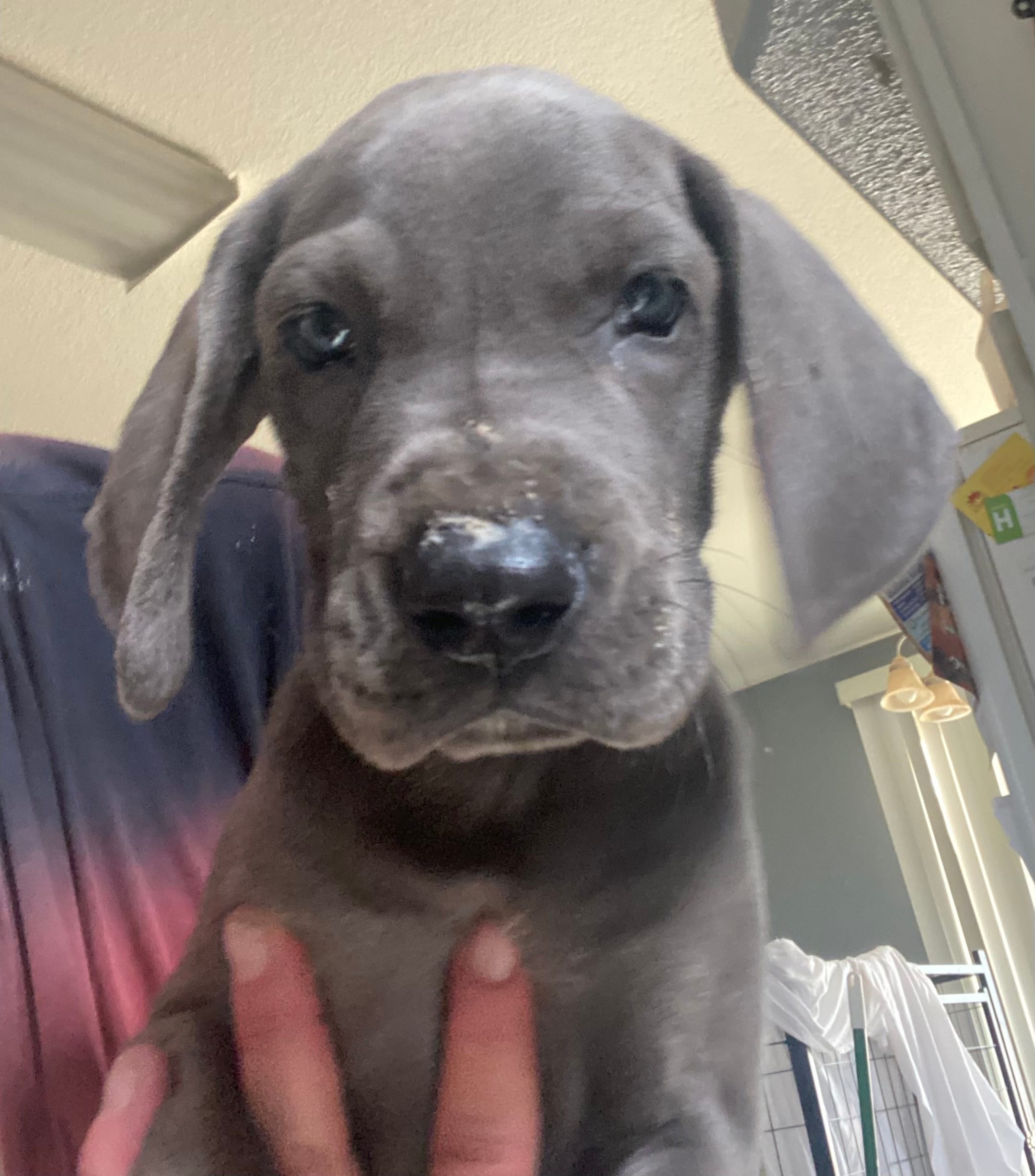 Blue “Bird” Birdie – Great Dane puppy for sale in San Tan Valley, AZ