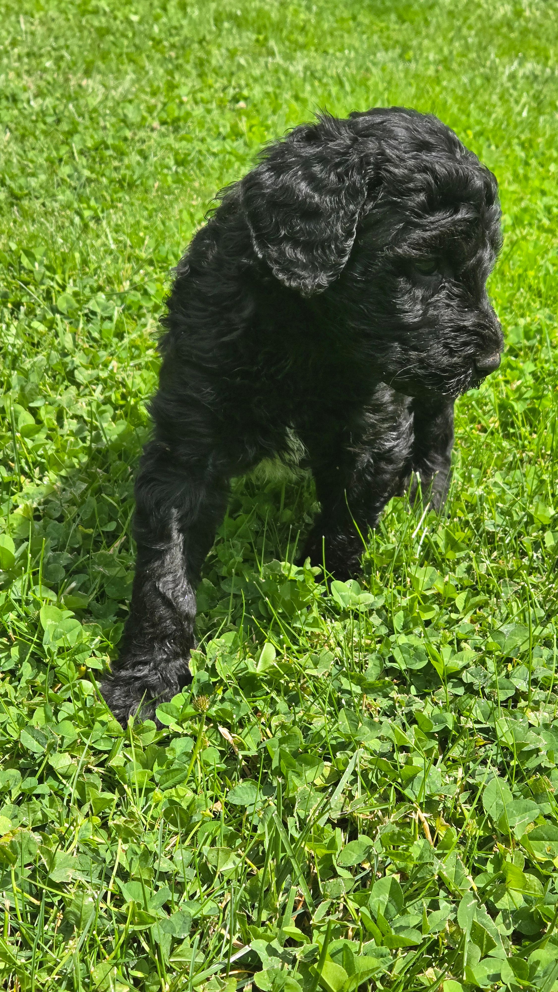 Ranger – Bernedoodle puppy for sale in Molalla, OR