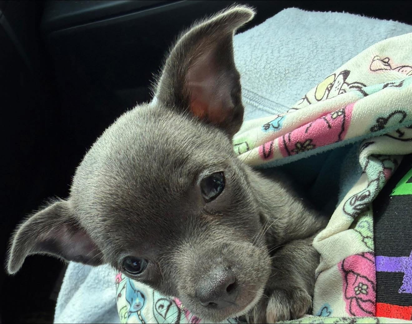 Icon – Chihuahua puppy for sale in Gettysburg, PA