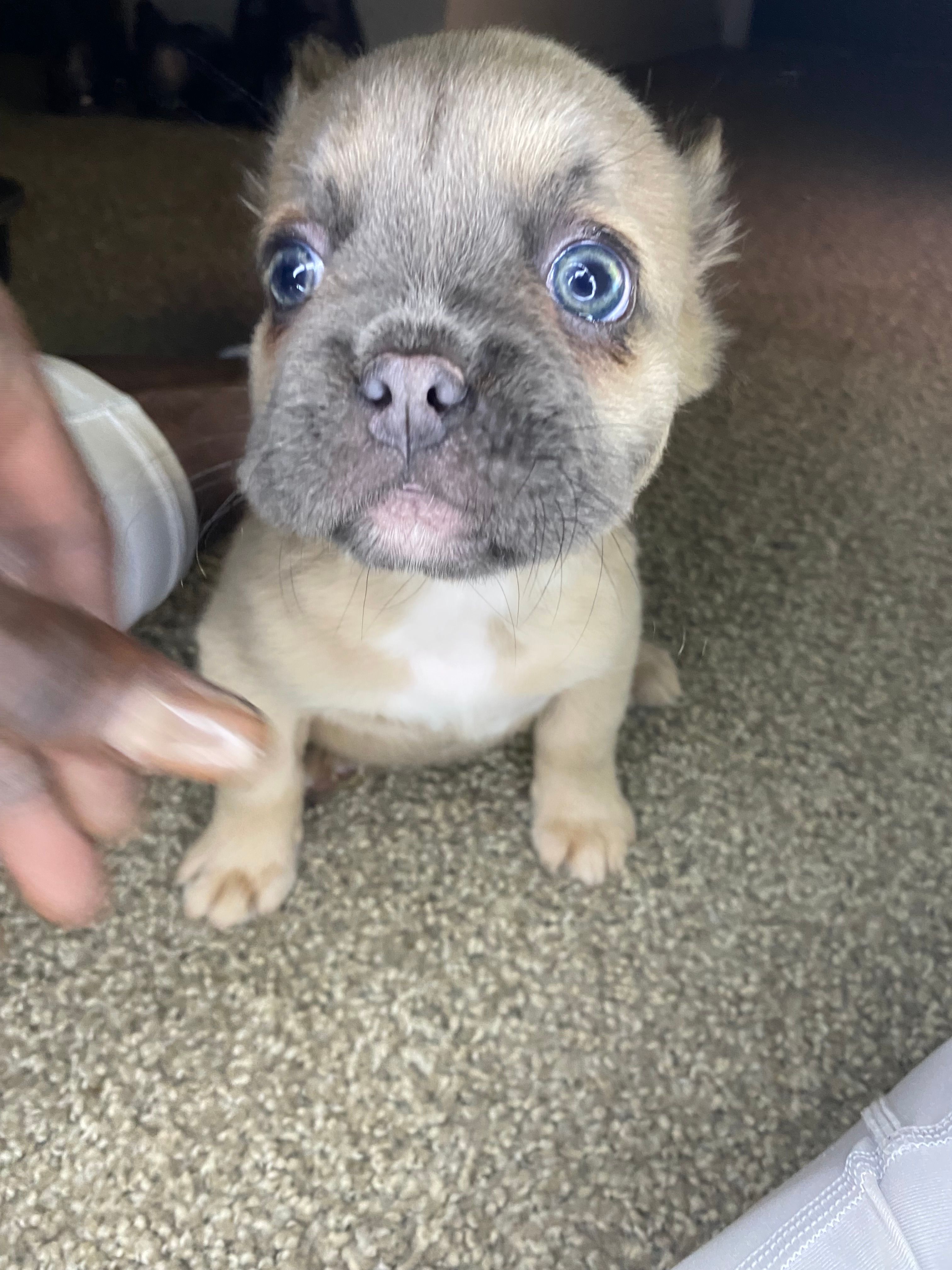 Jada fluffy girl  – French Bulldog puppy for sale in Oklahoma City, OK