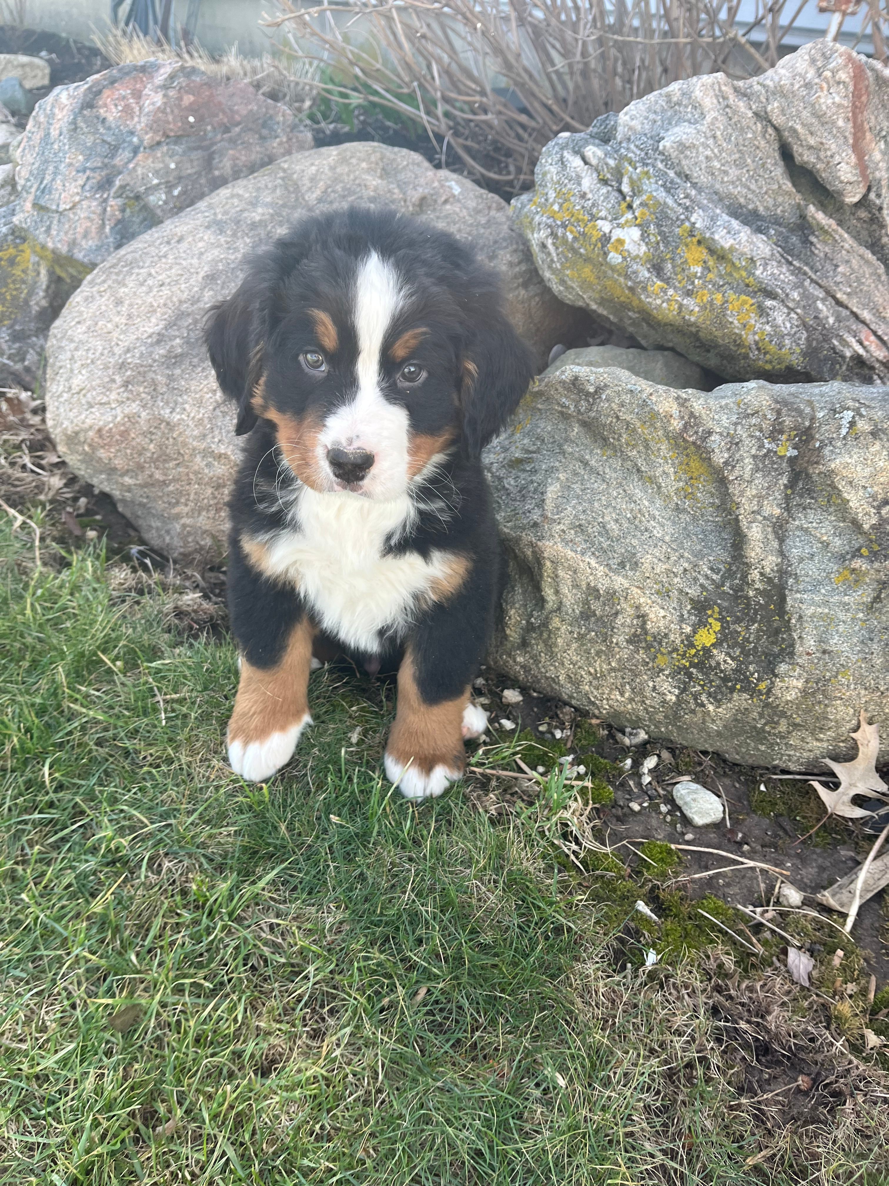 M2 – Bernese Mountain Dog puppy for sale in Arthur, IL