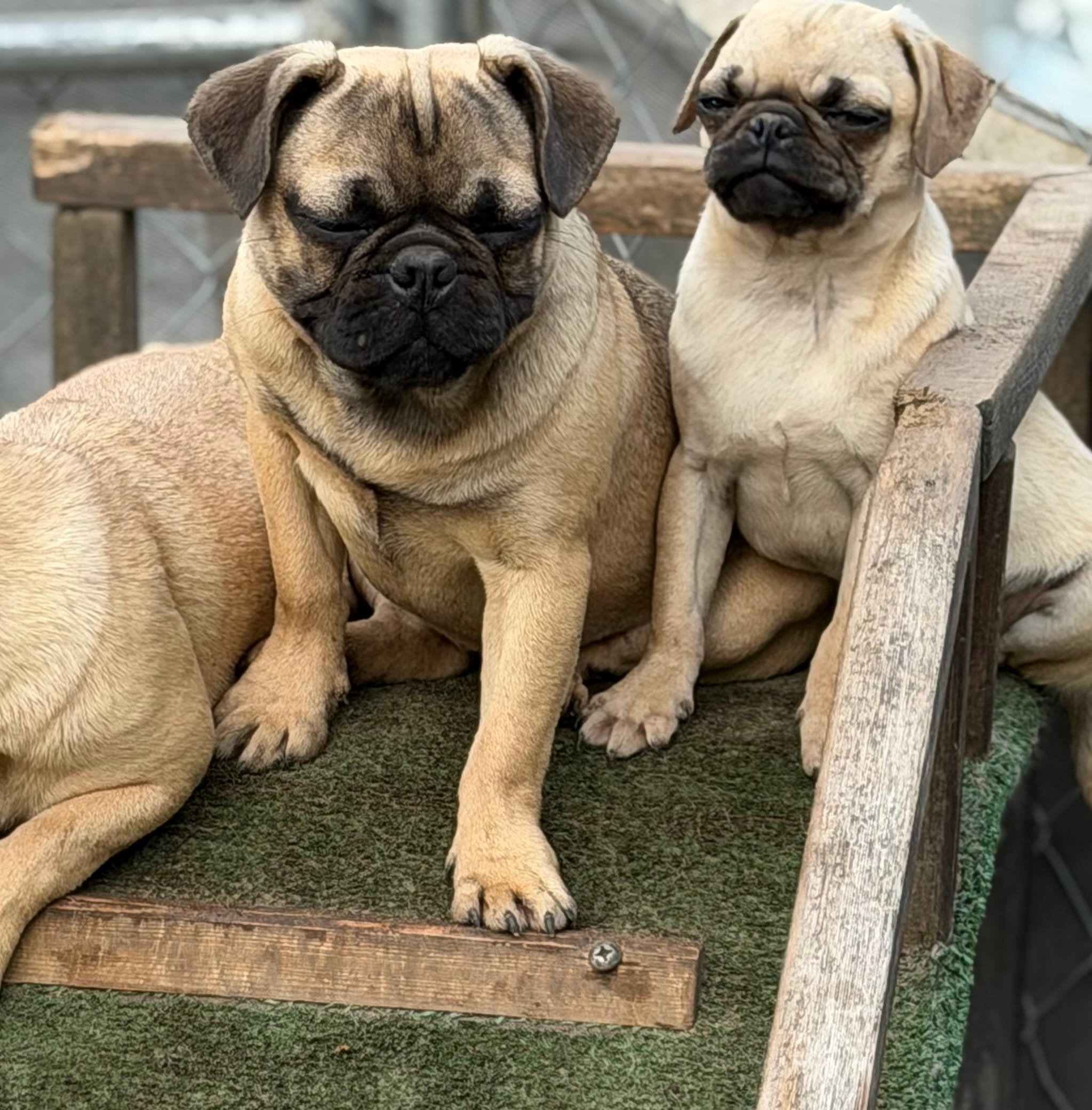 Max – French Bulldog, Pug puppy for sale in Bellingham, WA
