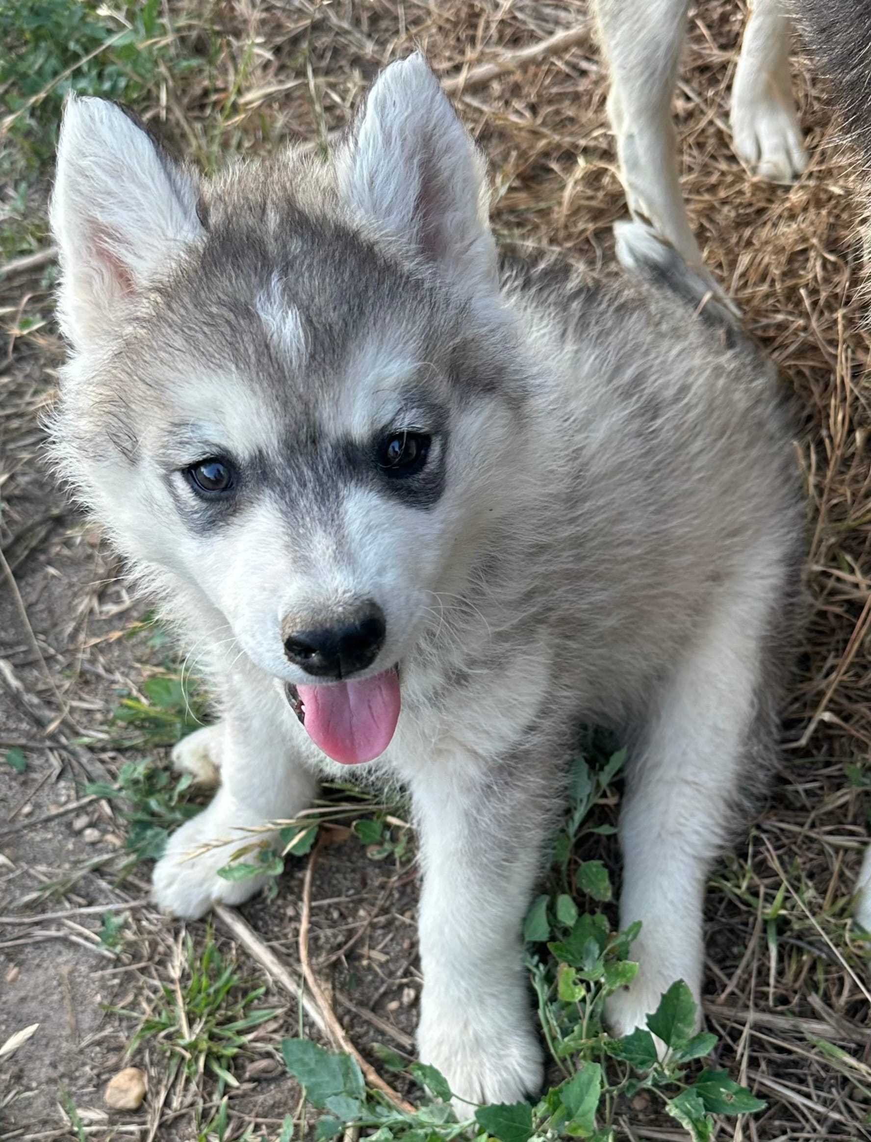 Little grey boy nc – Siberian Husky puppy for sale in Nashville, NC