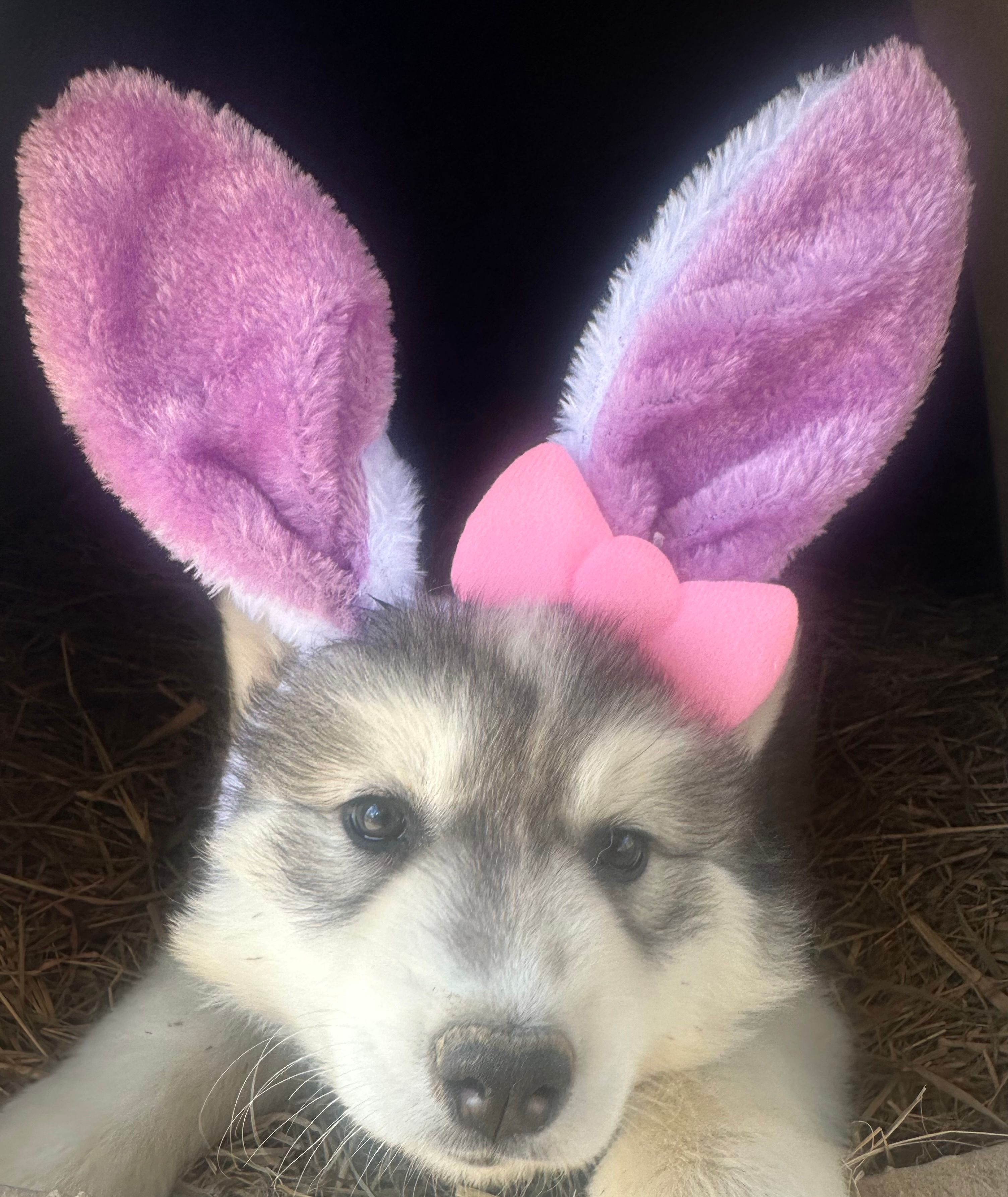 Grey girl nc – Siberian Husky puppy for sale in Nashville, NC
