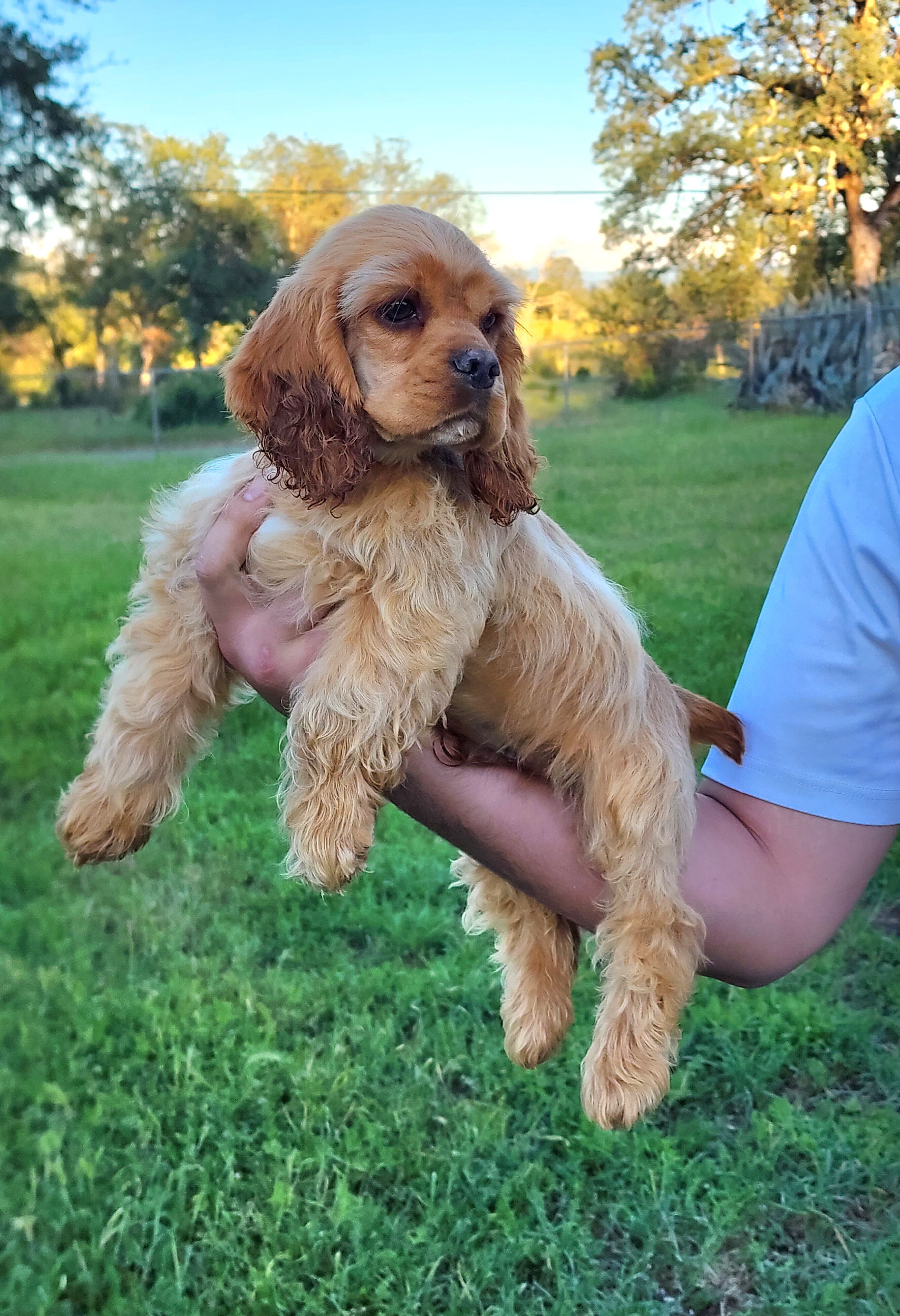 Toby – Cocker Spaniel puppy for sale in Redding, CA