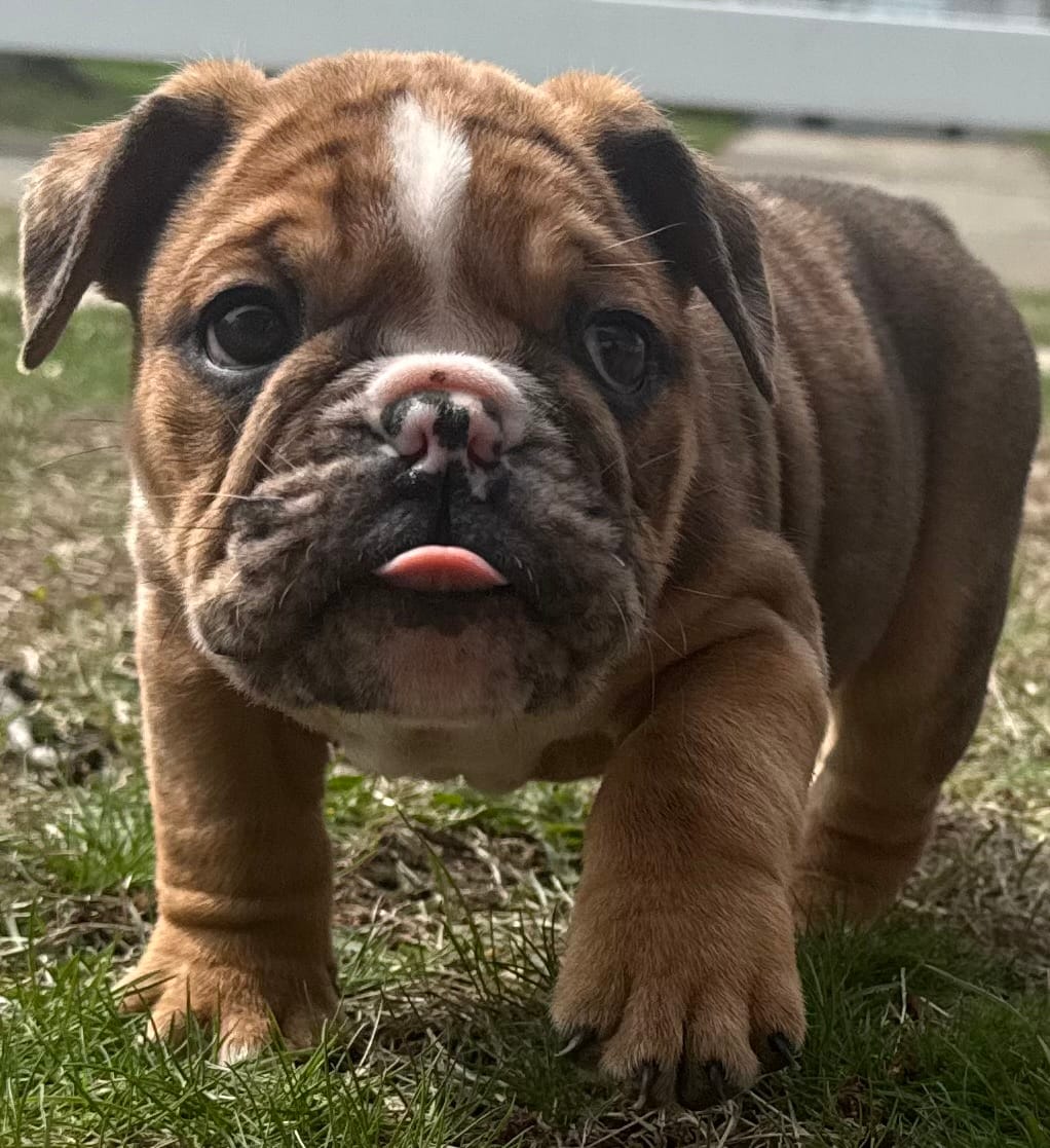 DRAX – English Bulldog puppy for sale in Ypsilanti, MI