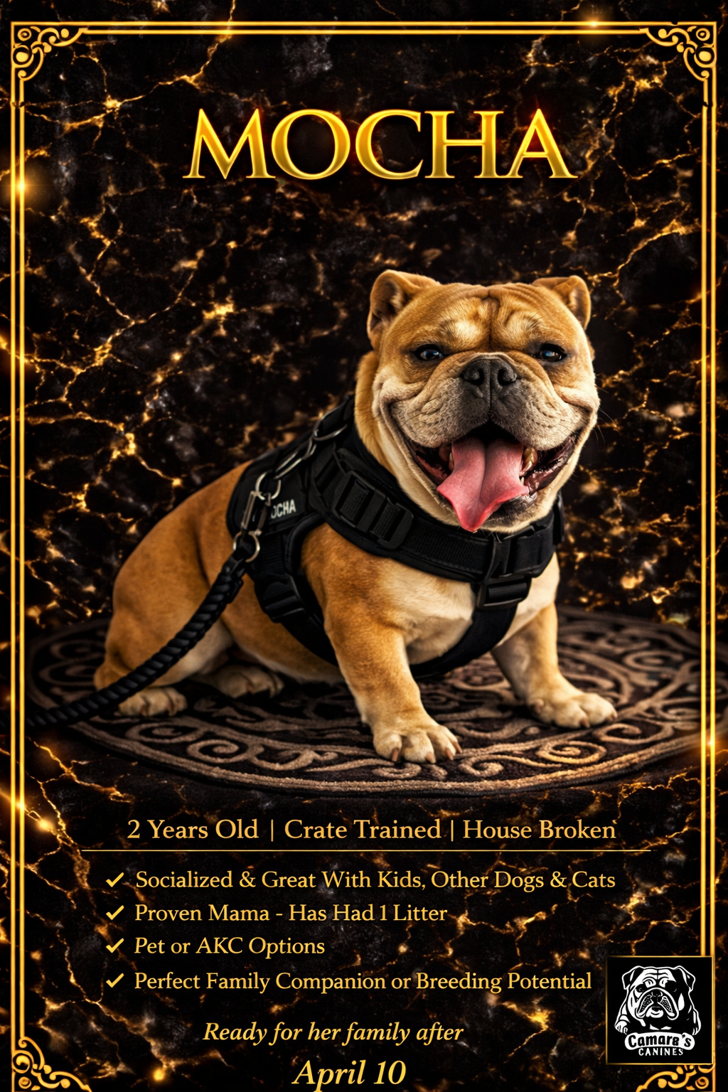 MOCHA – English Bulldog puppy for sale in Ypsilanti, MI