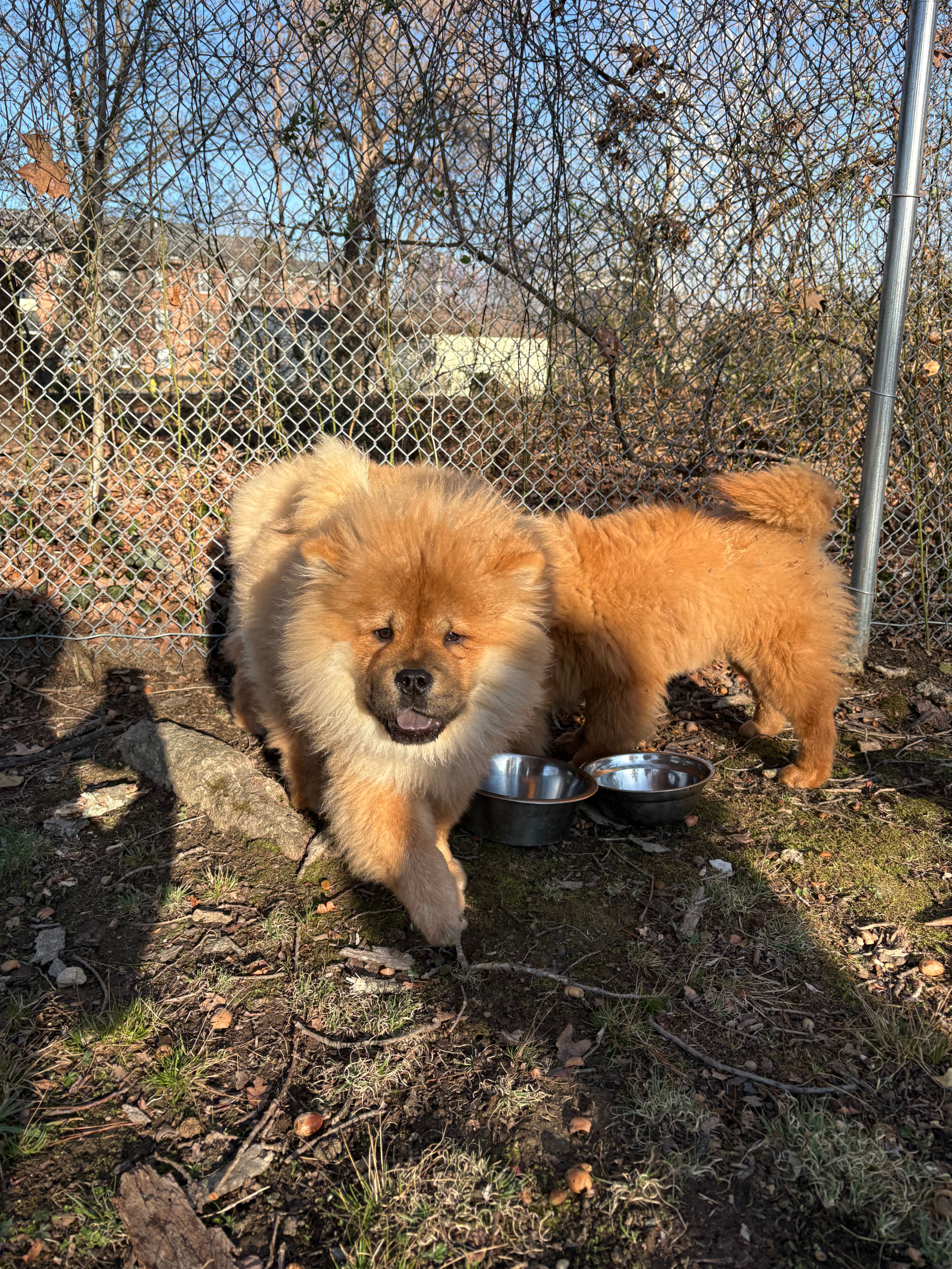 Boog – Chow Chow puppy for sale in La Plata, MD