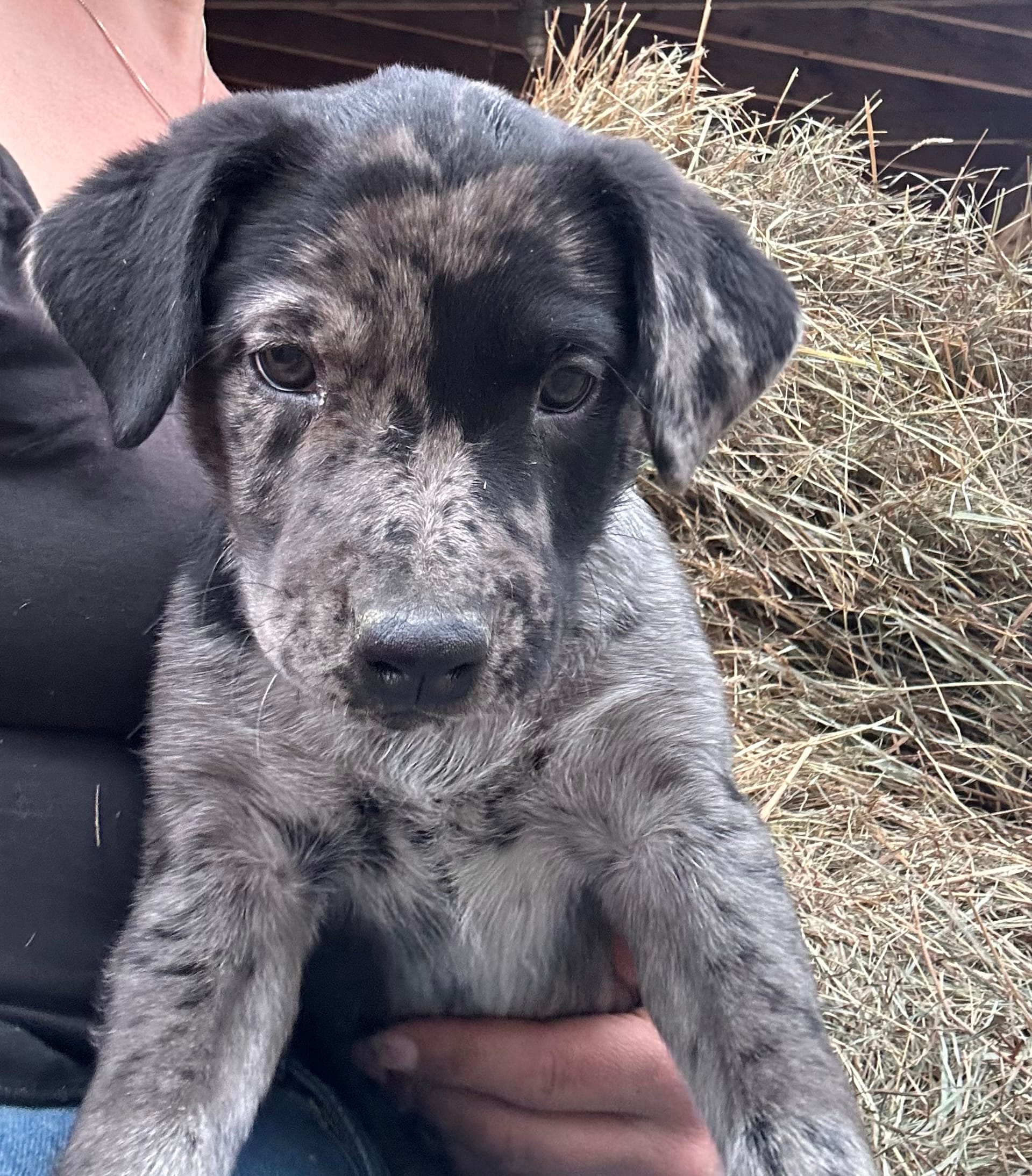 Pearl – Australian Cattle Dog, Labrador Retriever puppy for sale in Manchester Center, VT