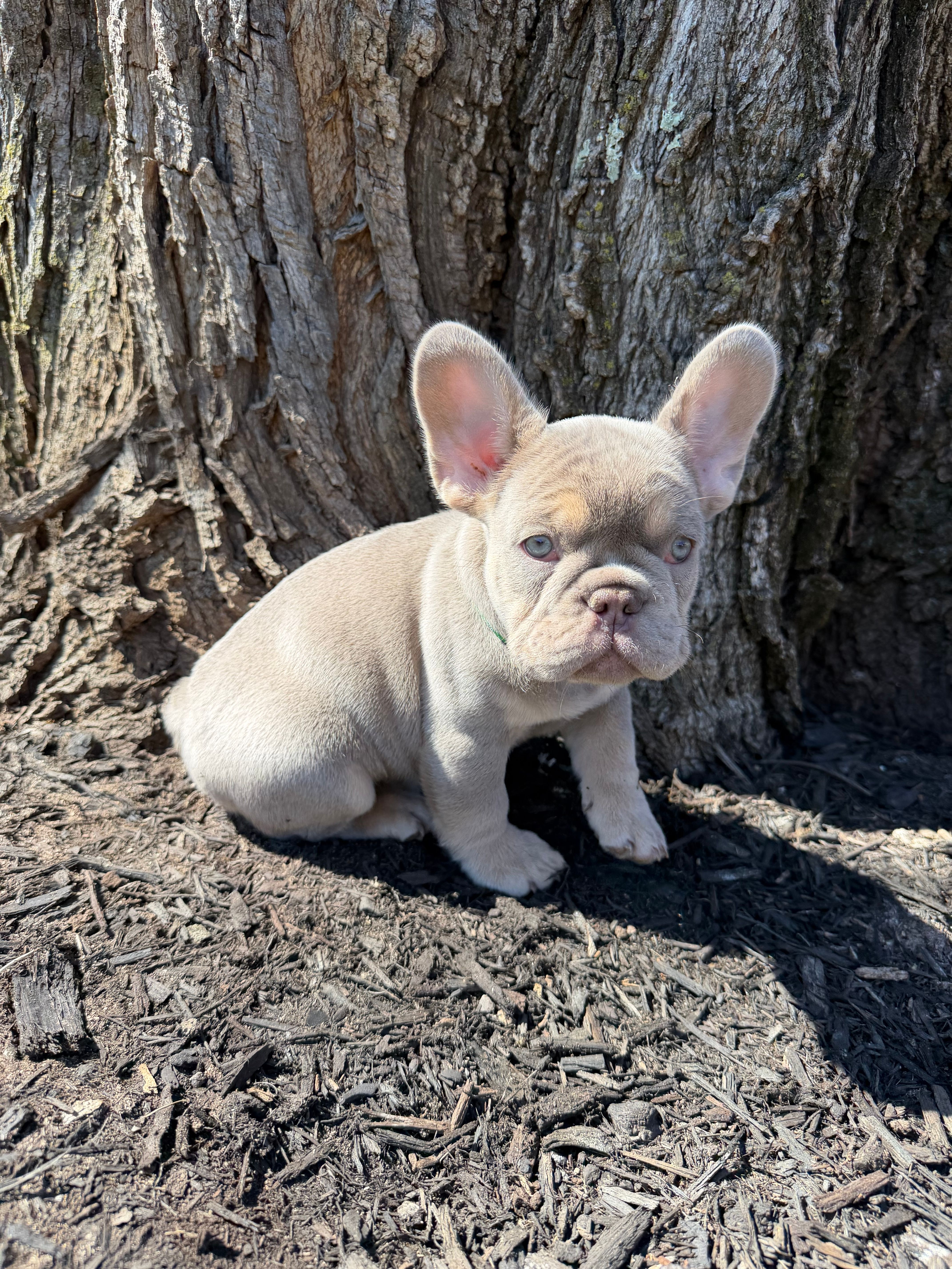 New shade Isabella  – French Bulldog puppy for sale in Frostburg, MD