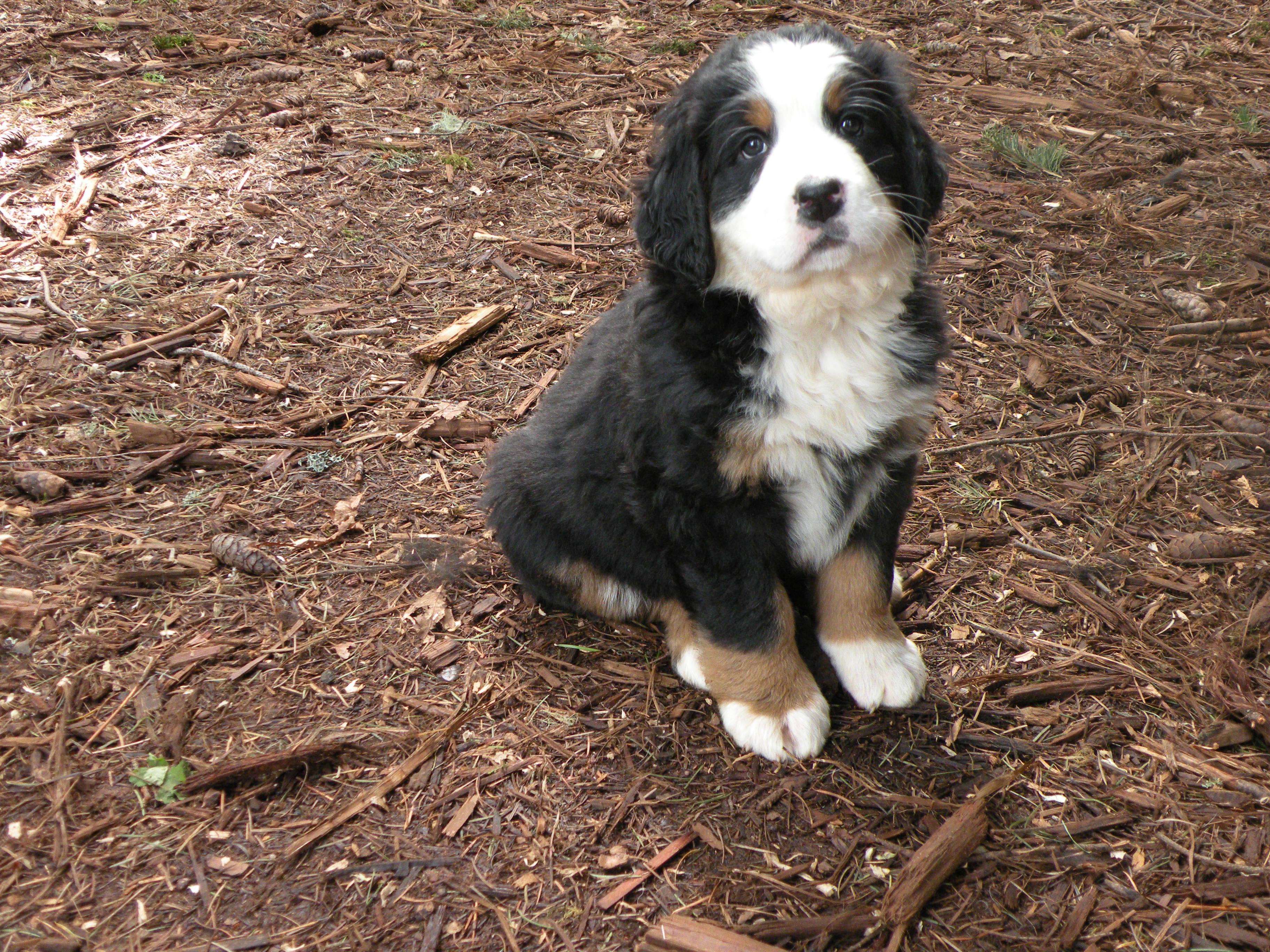 Elhan – Bernese Mountain Dog puppy for sale in Corvallis, OR