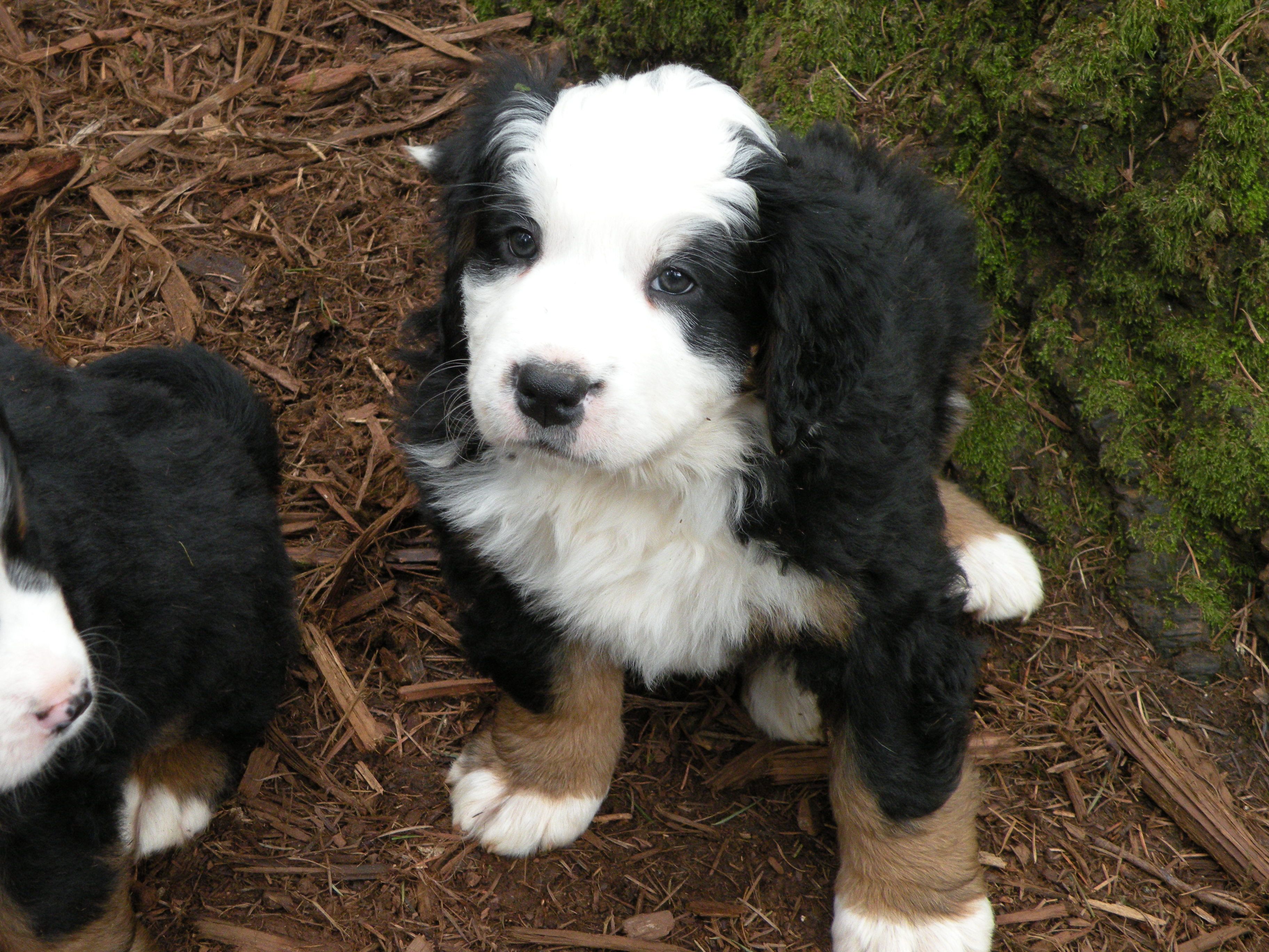 Artemis – Bernese Mountain Dog puppy for sale in Corvallis, OR