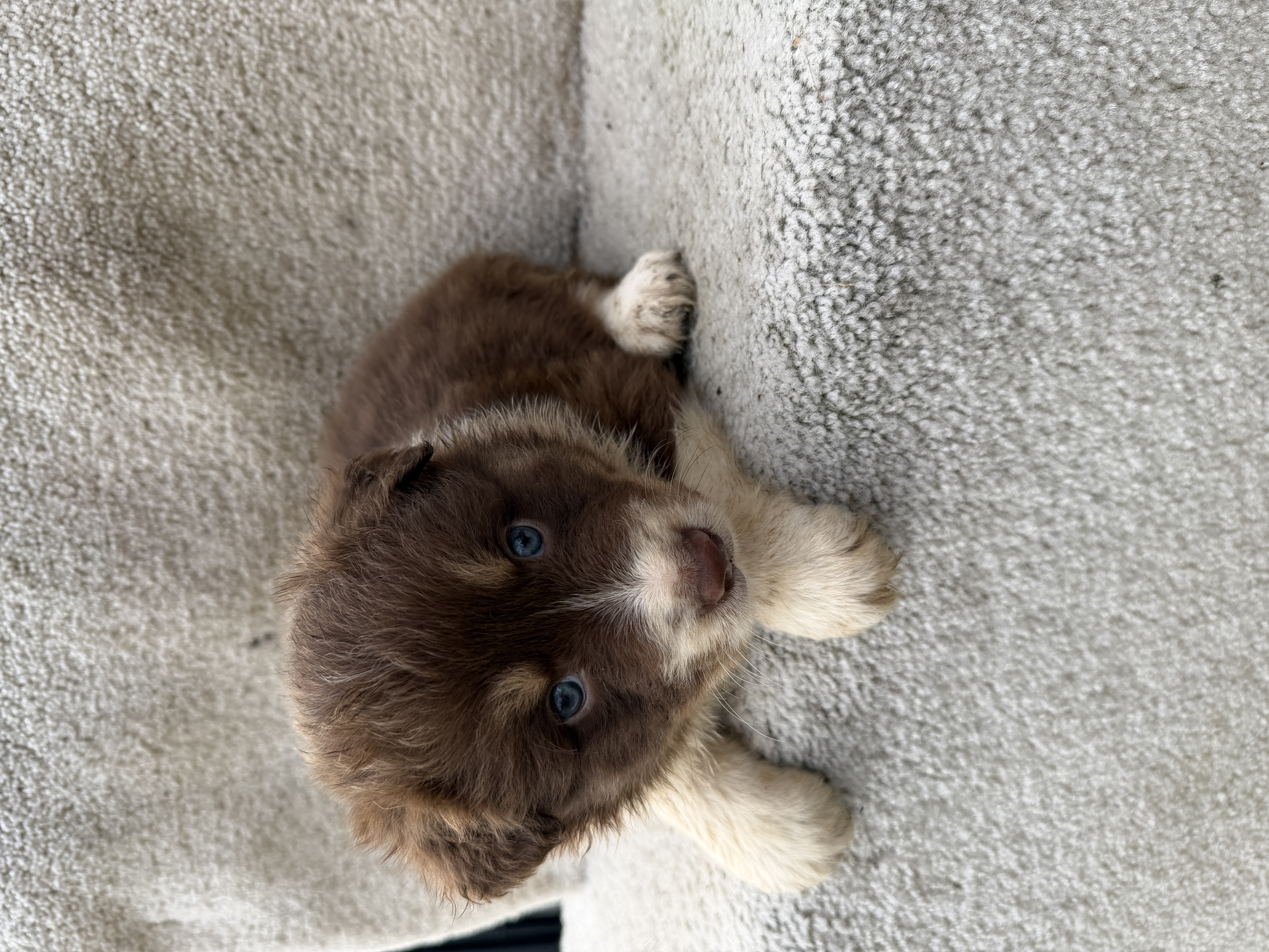 Rusty – Australian Shepherd puppy for sale in Litchfield, IL