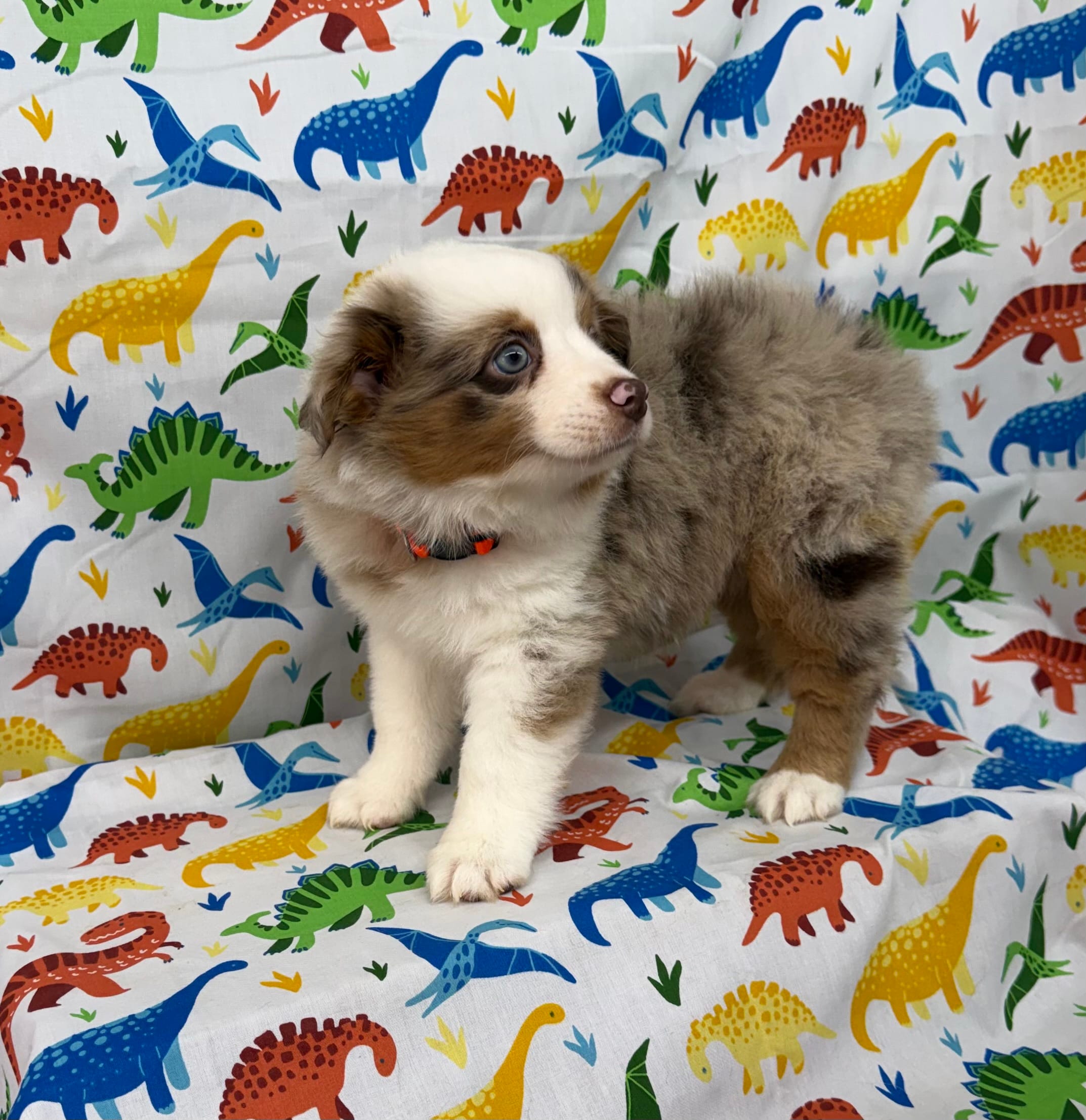 LENA-ASDR- BLUE EYES – Miniature Australian Shepherd puppy for sale in Bells, TX
