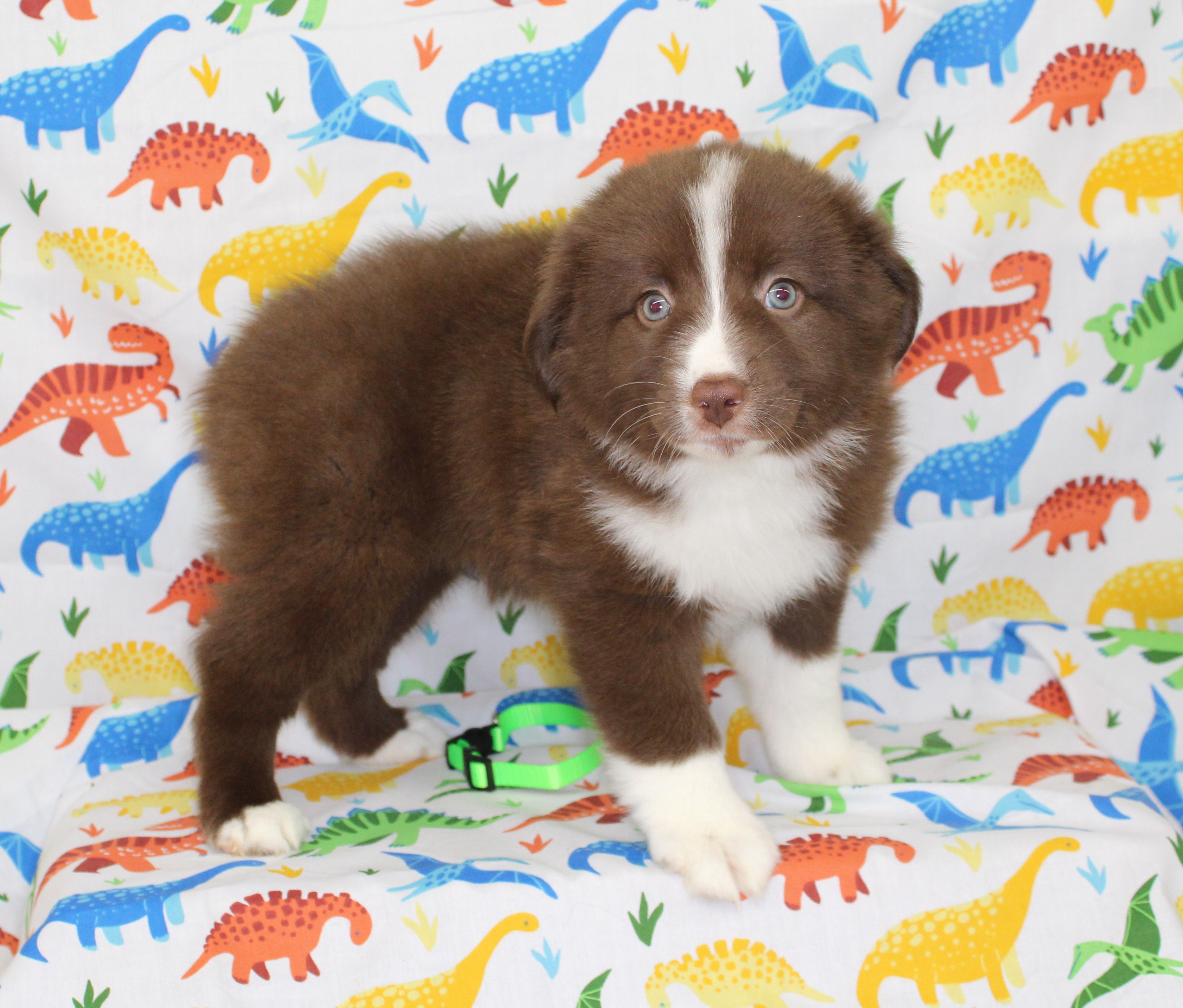 EMBER – Toy Australian Shepherd puppy for sale in Bells, TX