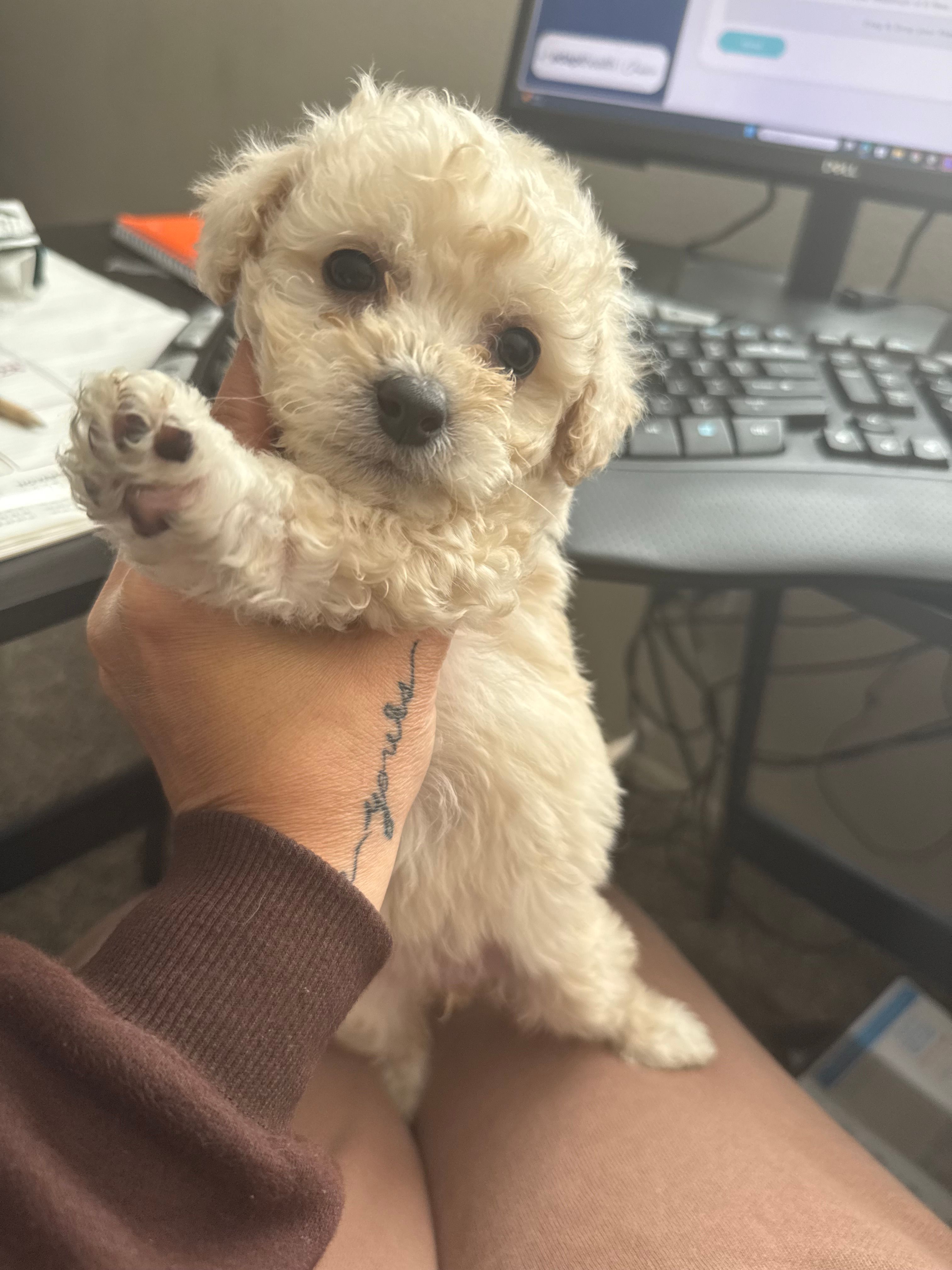 Ms London  – Maltipoo puppy for sale in San Diego Country Estates, CA