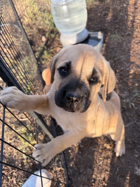 Light – Great Pyrenees, Cane Corso puppy for sale in Oceanside, CA