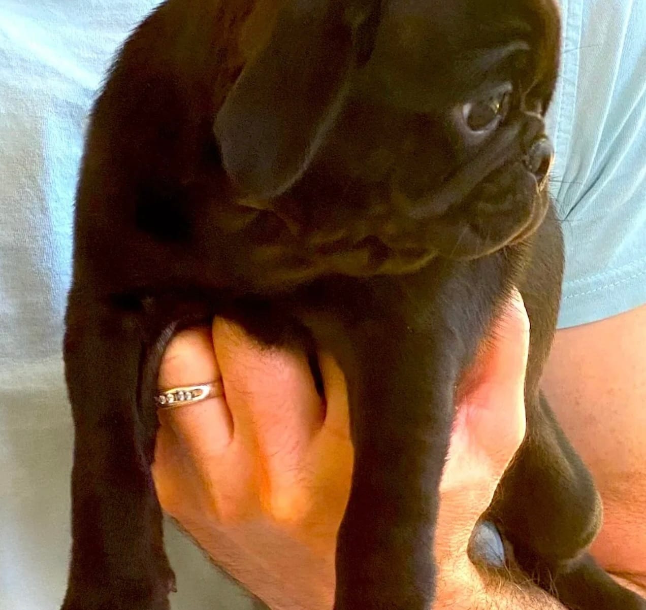 Layla – Pug puppy for sale in Hutto, TX
