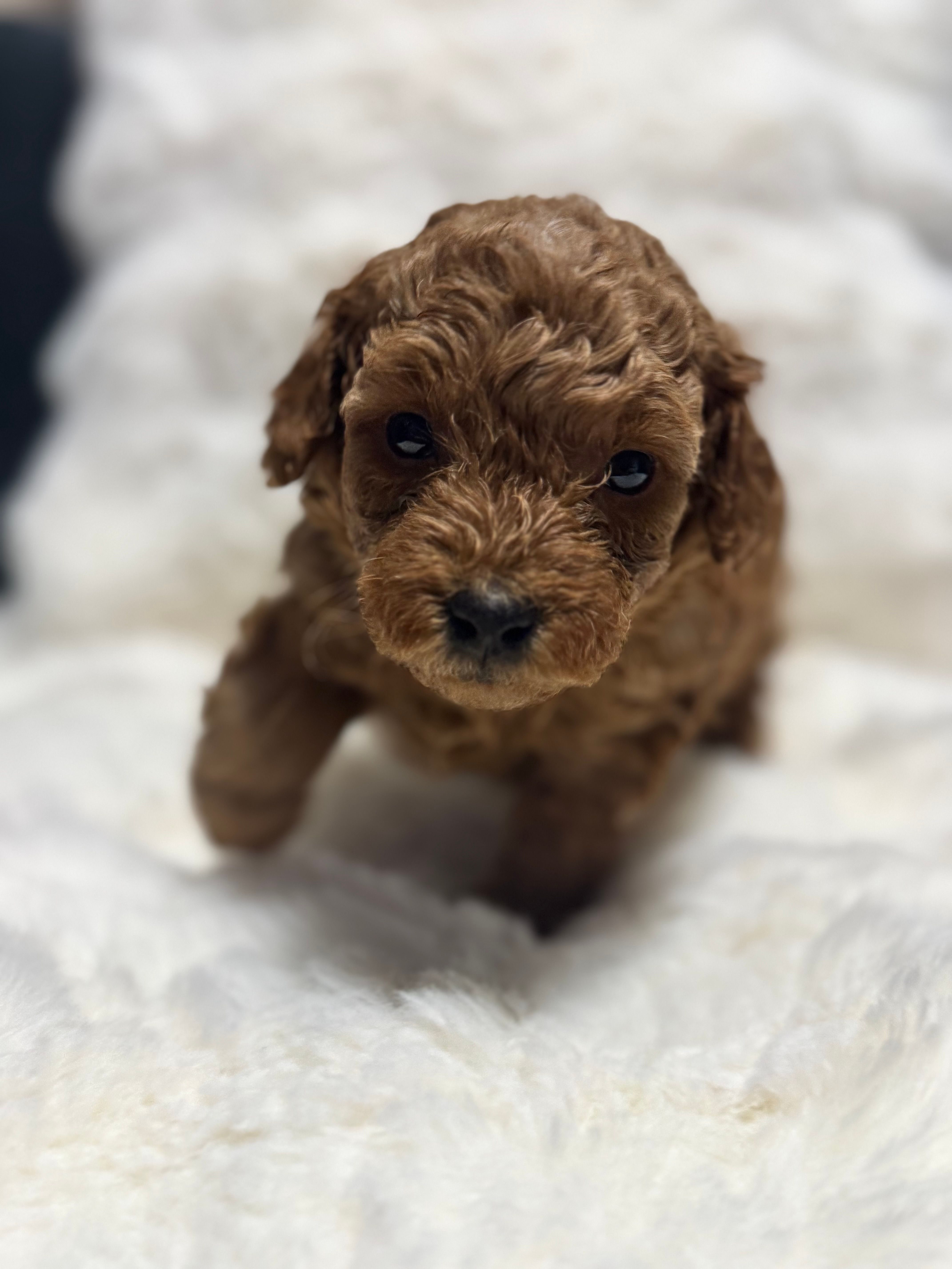 Daniel  – Poodle - Toy  puppy for sale in Hackensack, NJ