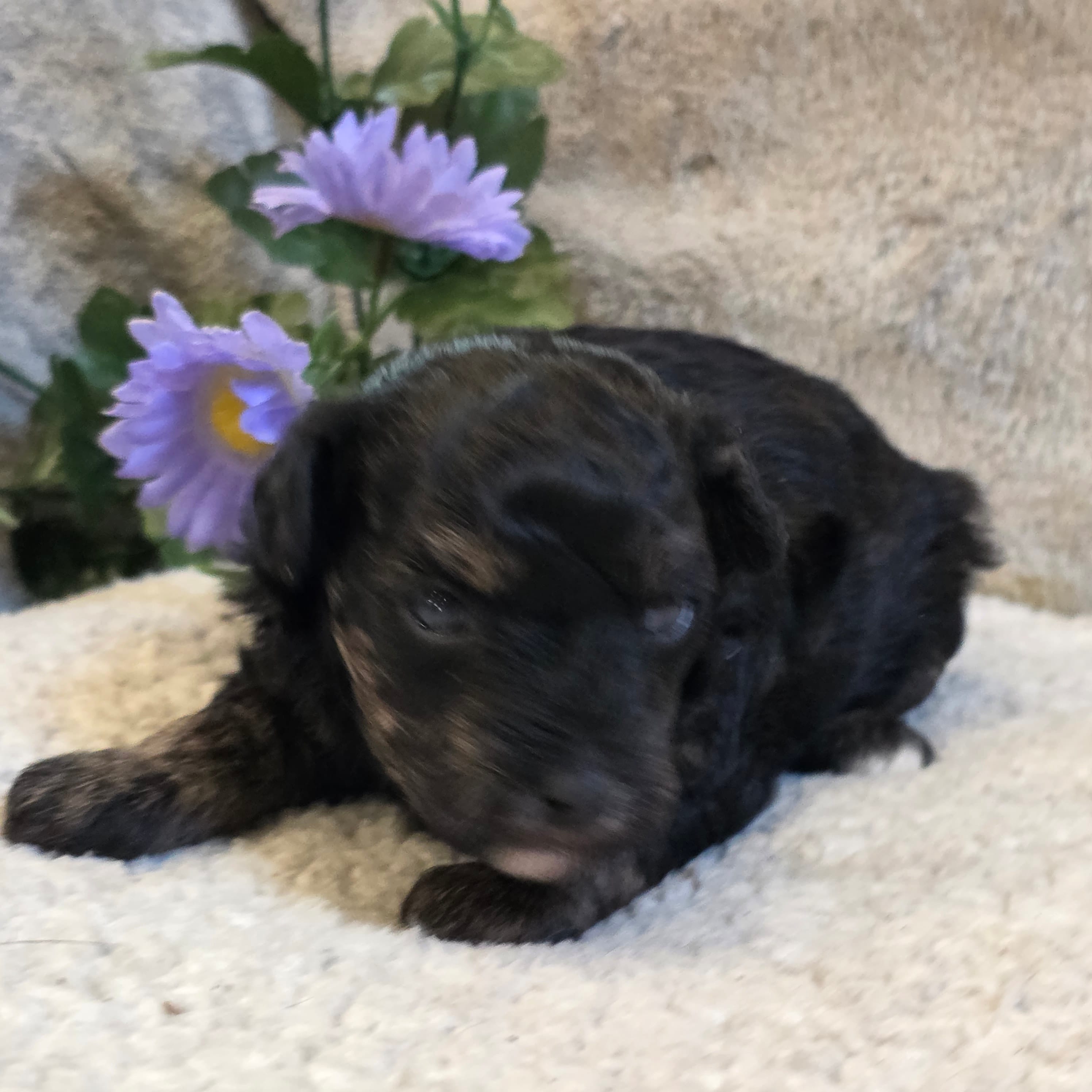 Reta – Poodle - Toy  puppy for sale in West Plains, MO