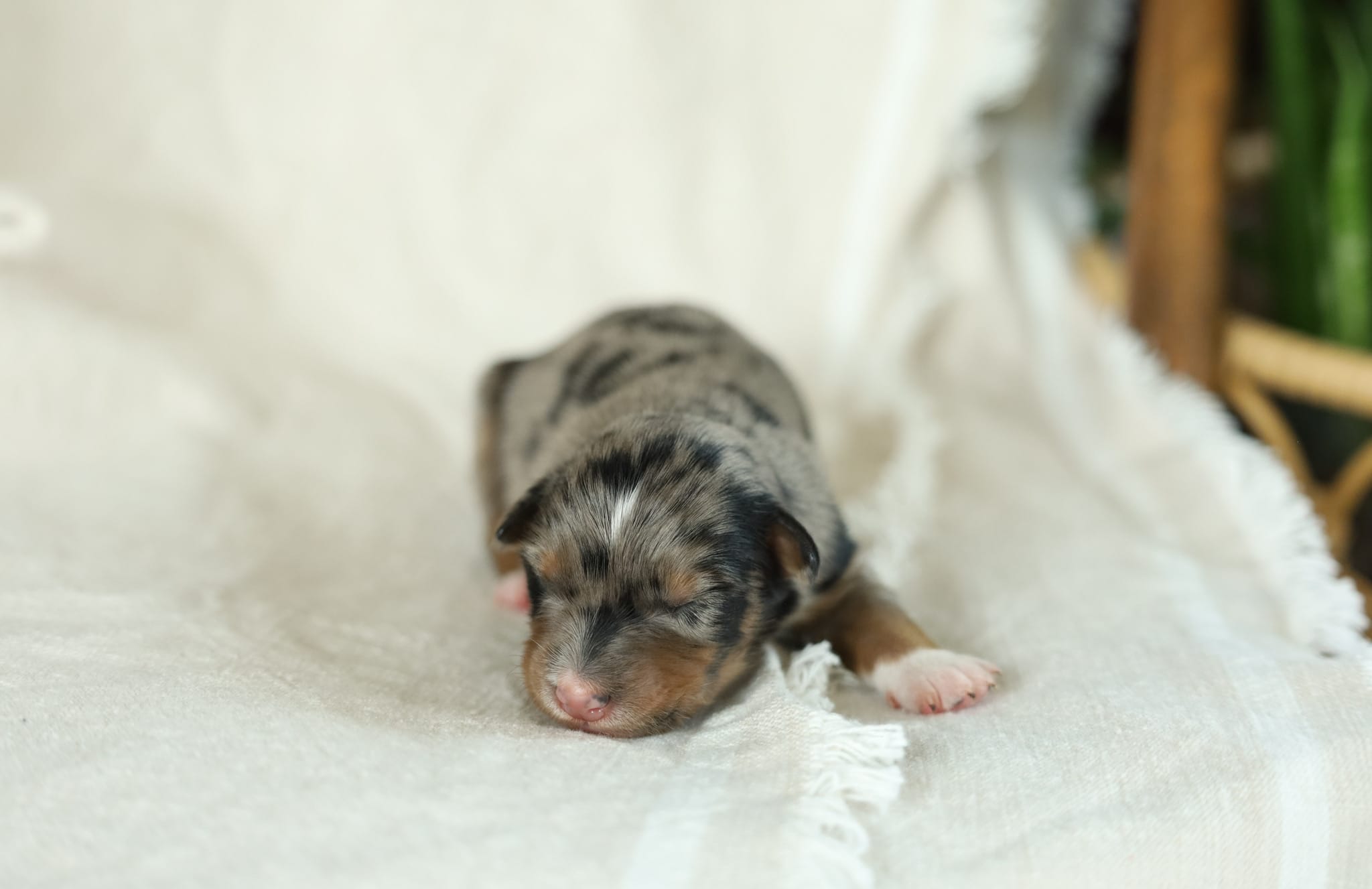 Puppy 3 – Australian Shepherd puppy for sale in Avoca, IA