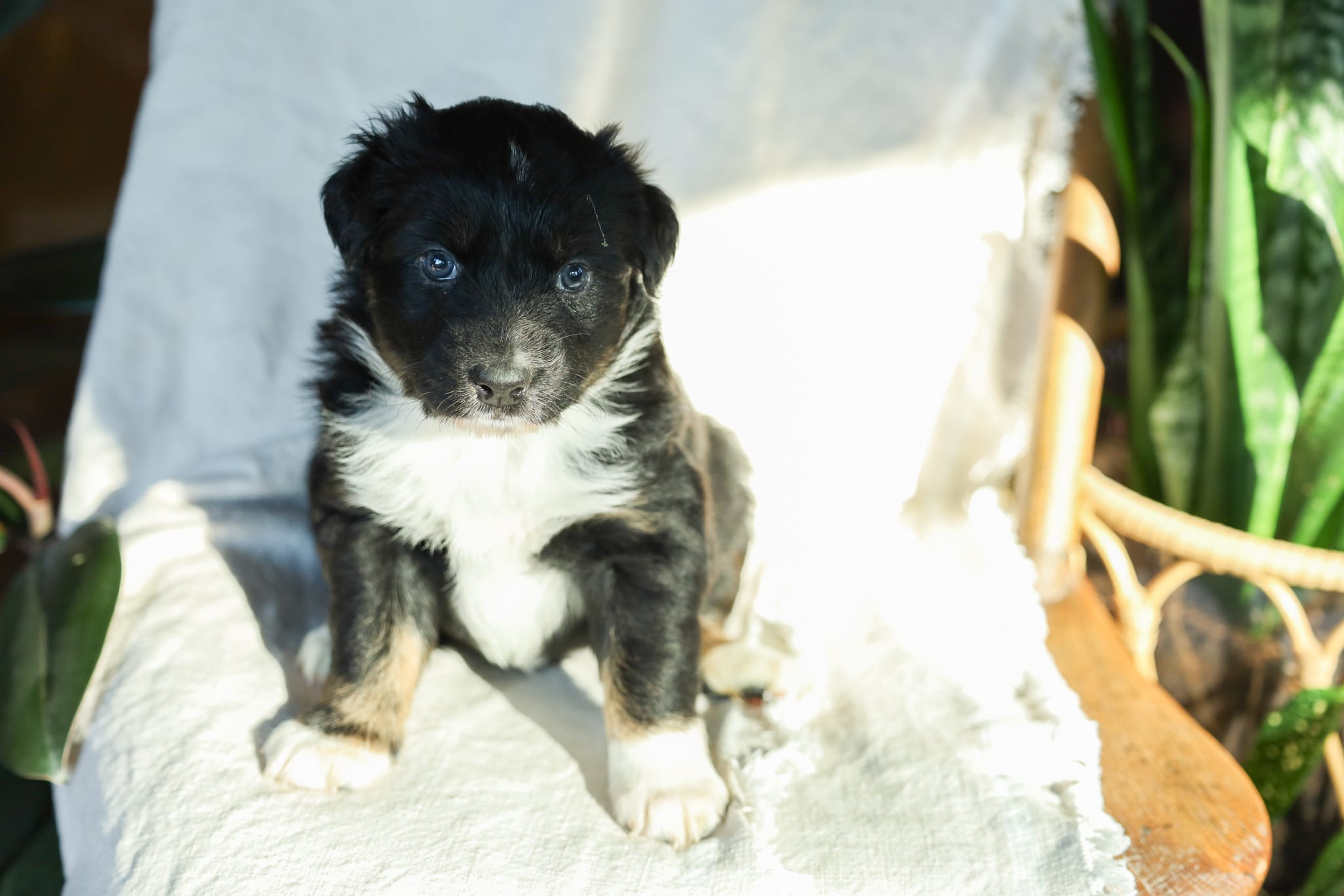 Puppy 2 – Australian Shepherd puppy for sale in Avoca, IA