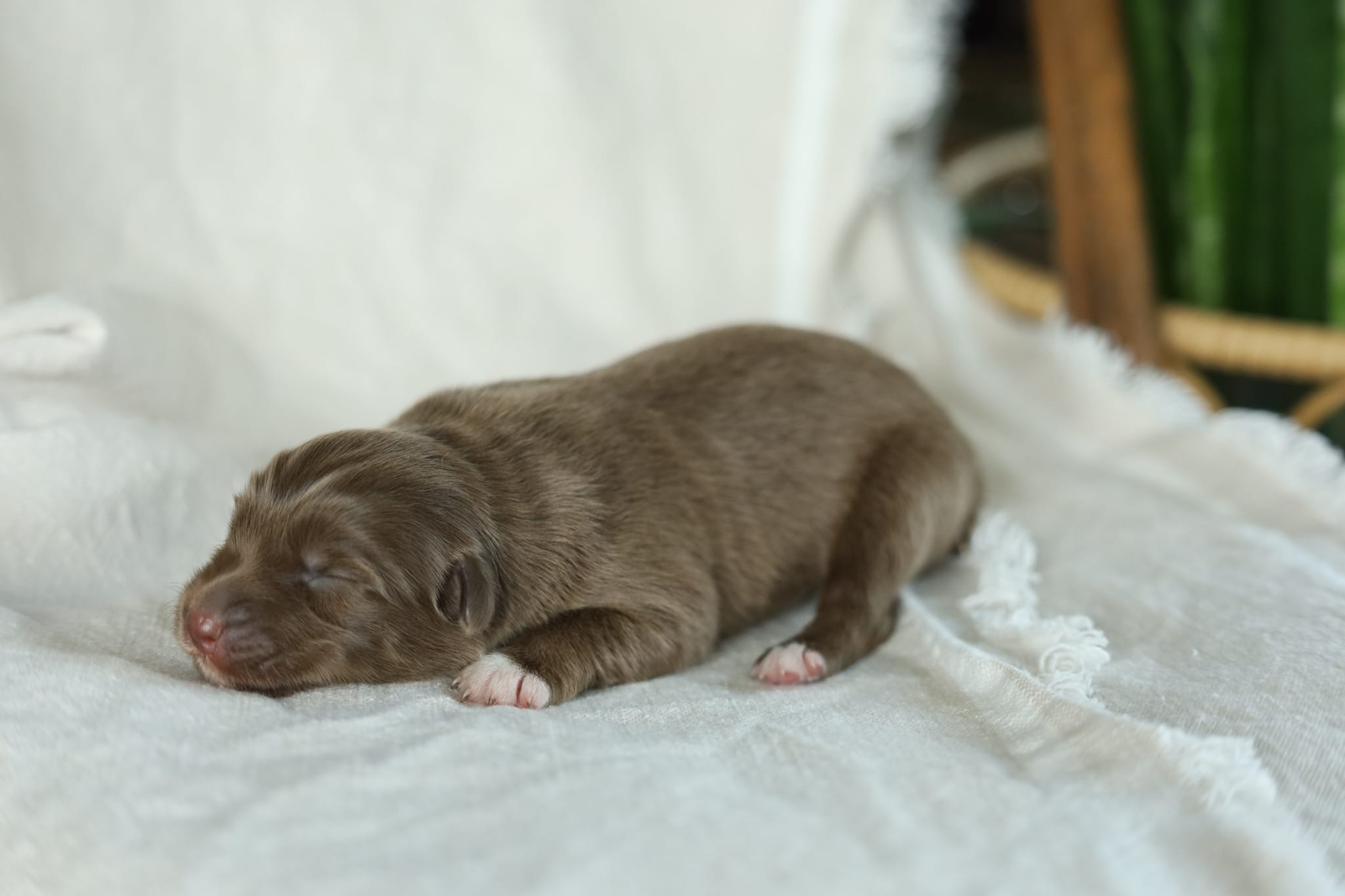 Puppy 1 – Australian Shepherd puppy for sale in Avoca, IA