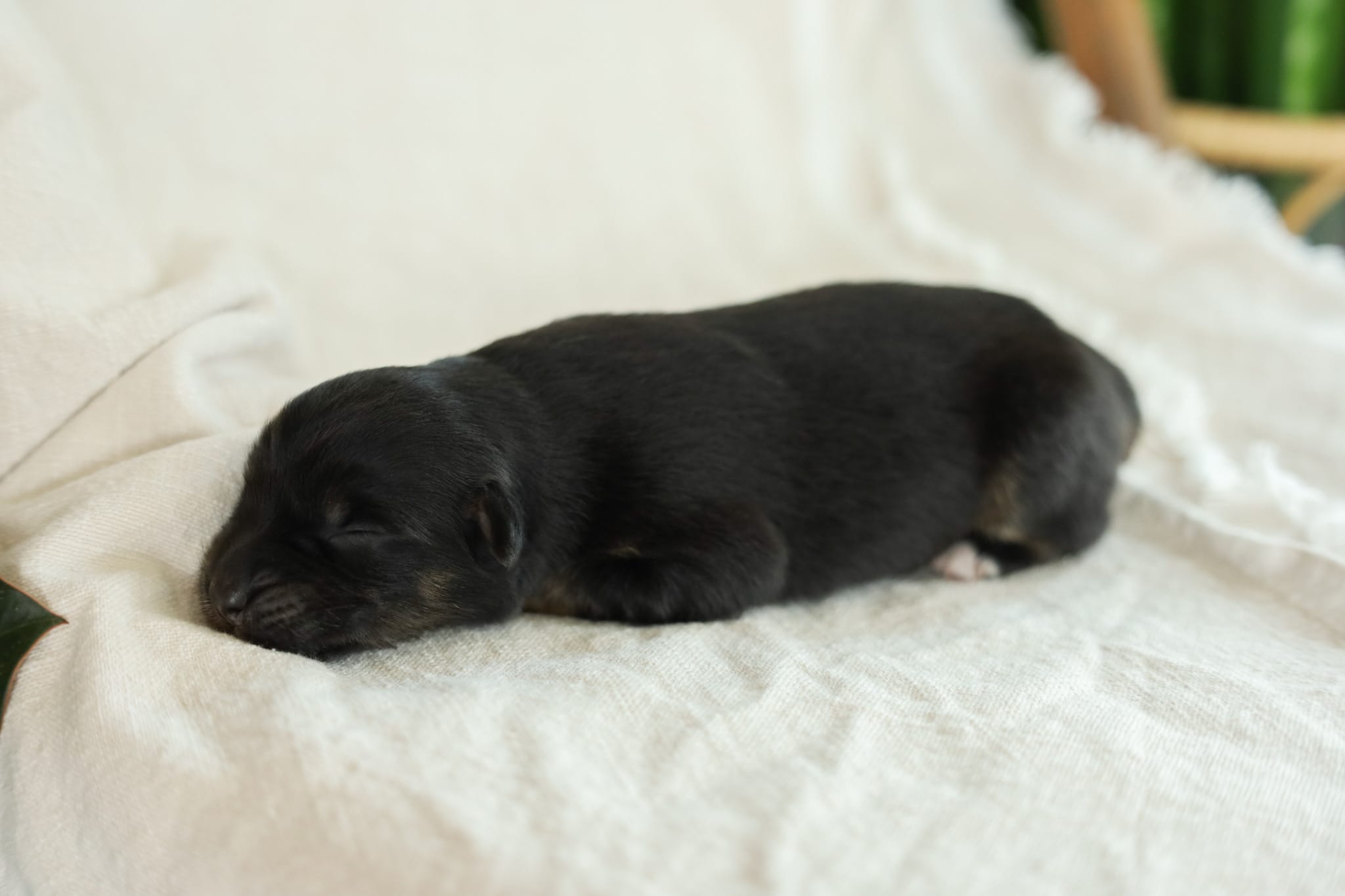 Puppy 5 – Australian Shepherd puppy for sale in Avoca, IA