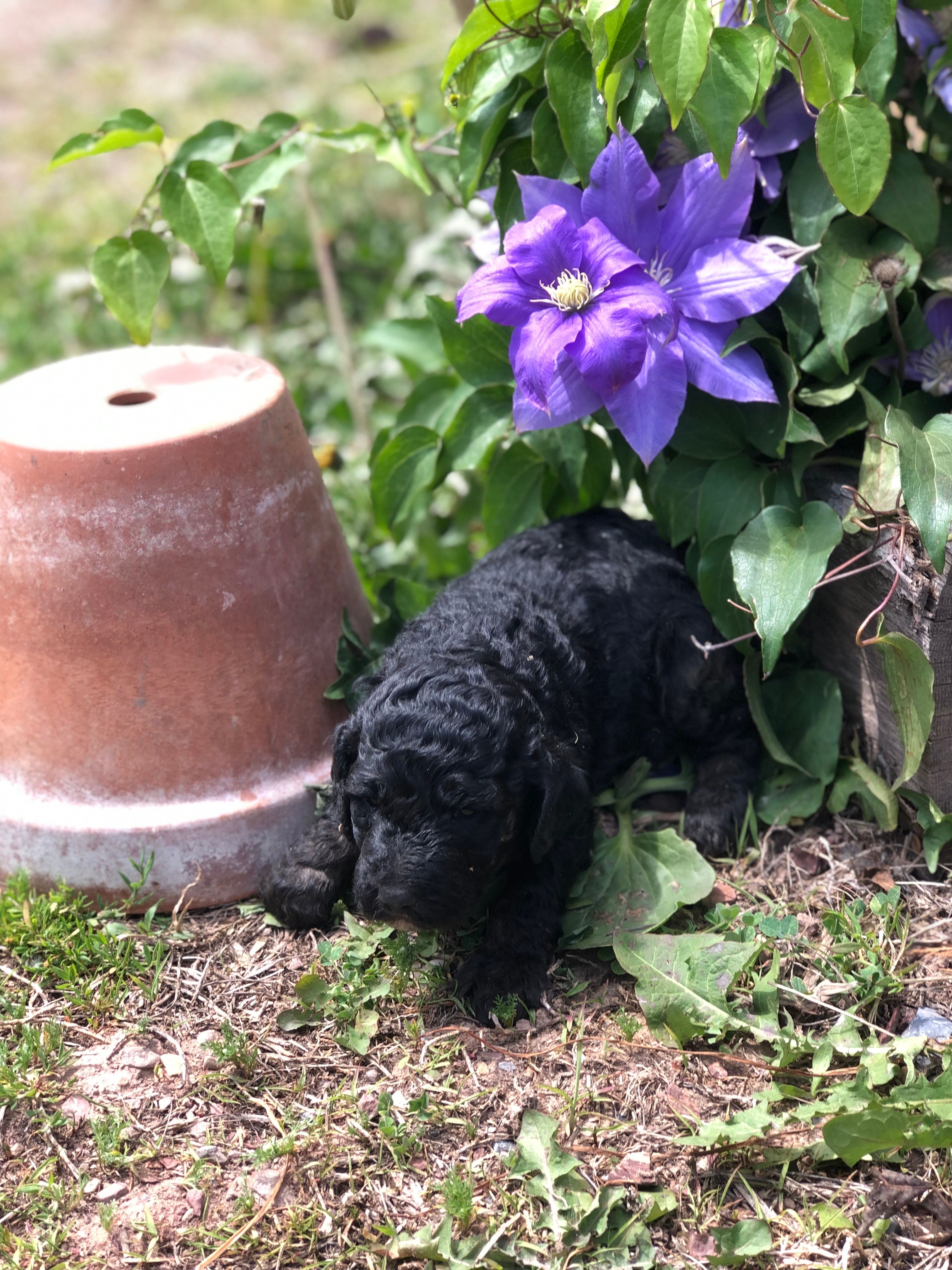 Midnight – Goldendoodle puppy for sale in Augusta, WV