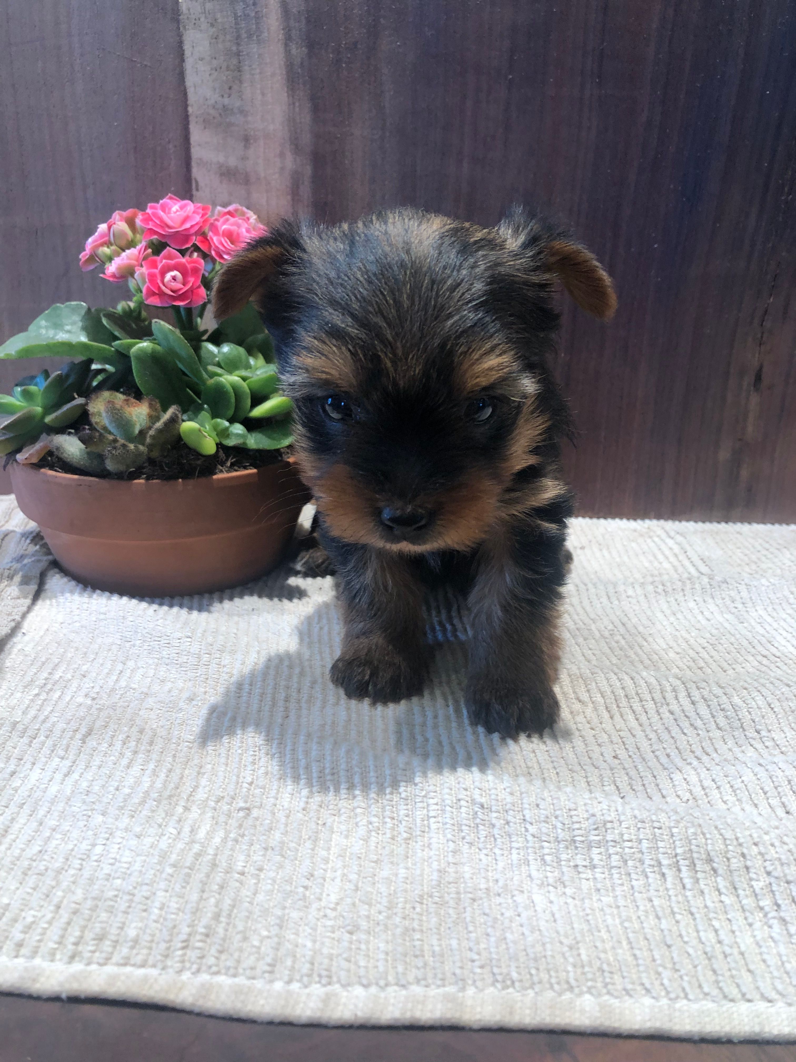 Flora – Yorkshire Terrier puppy for sale in Augusta, WV