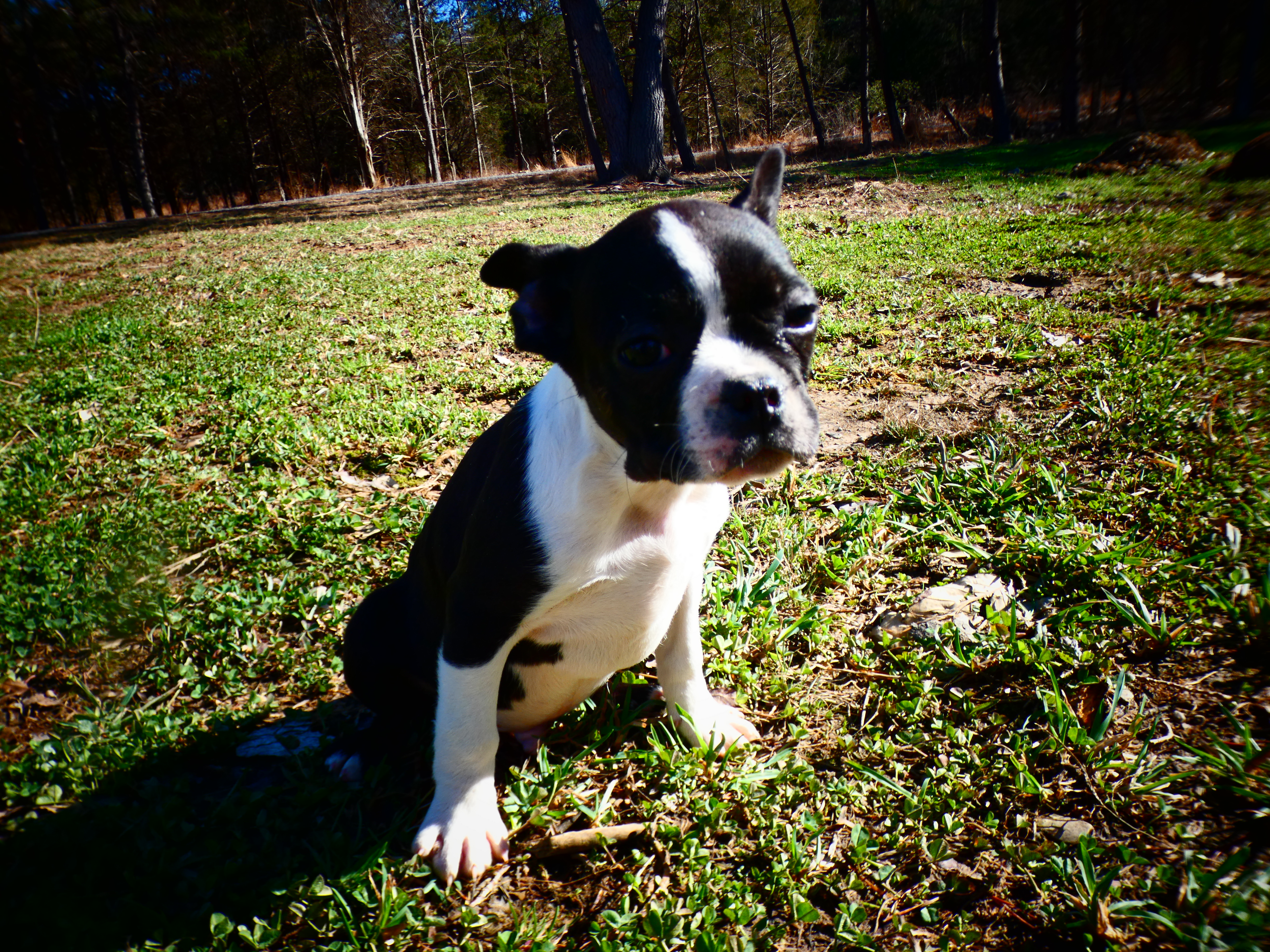 Alvin – Frenchton puppy for sale in Augusta, WV