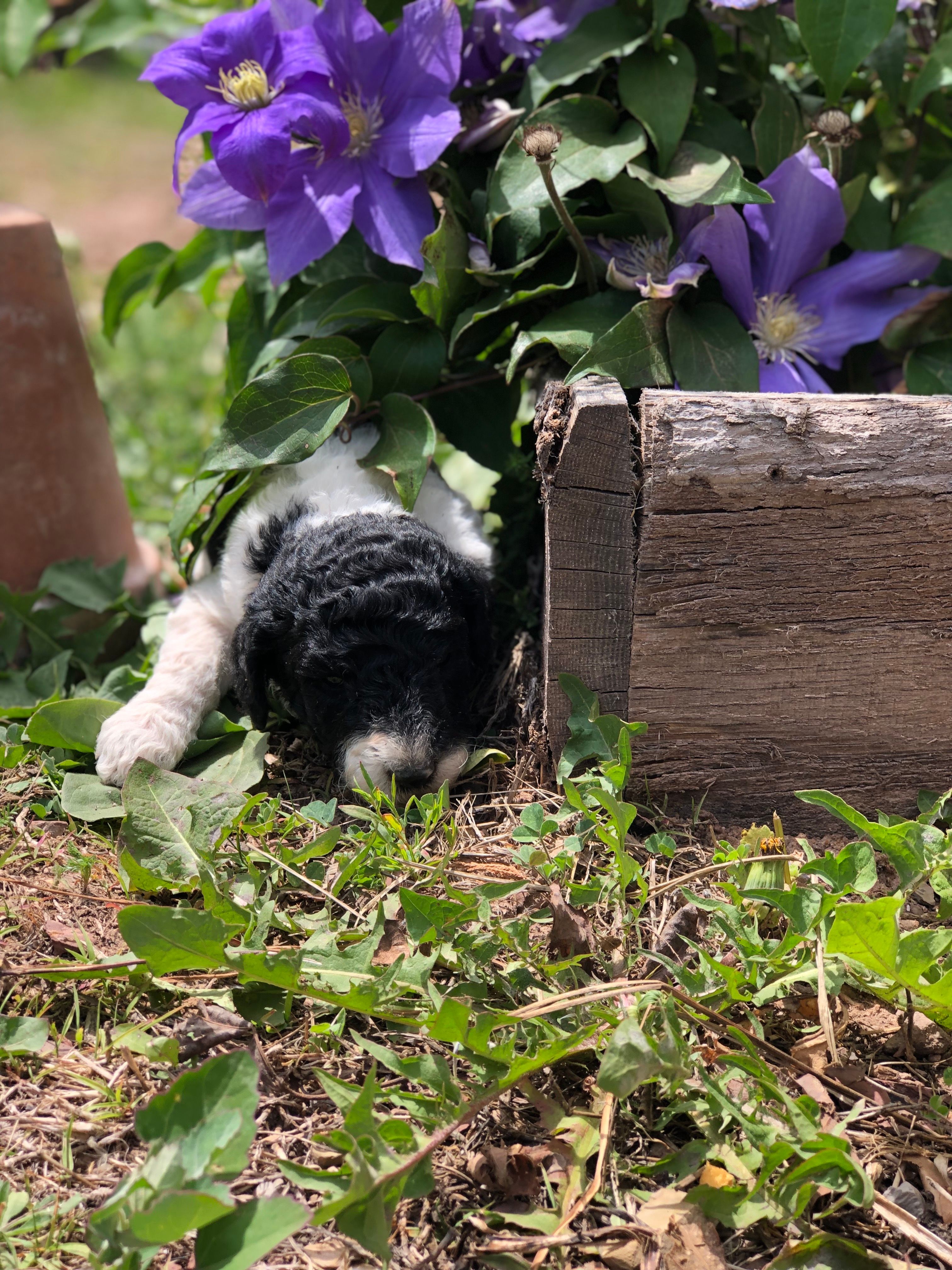 Oreo – Goldendoodle puppy for sale in Augusta, WV
