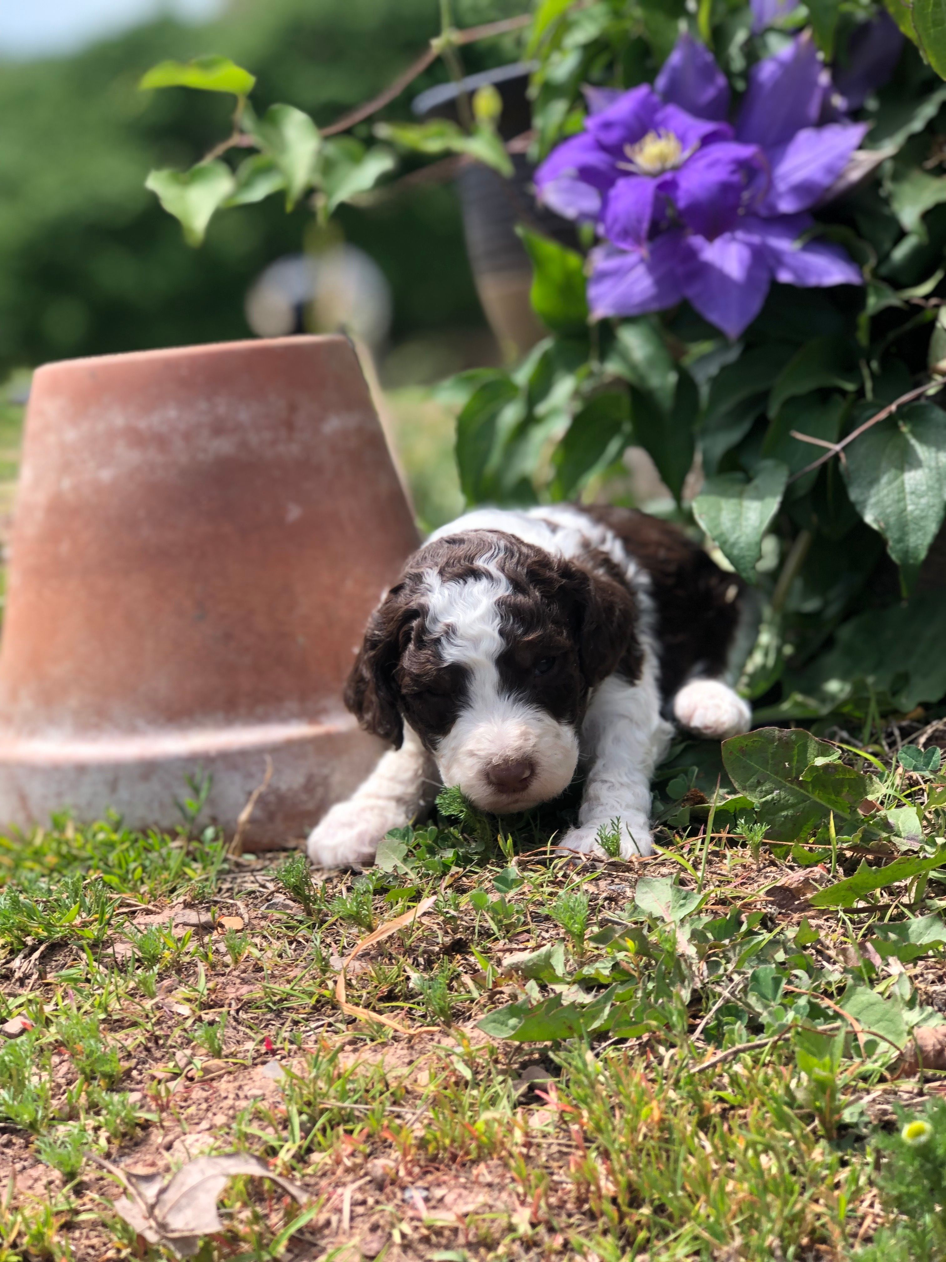 Latte  – Goldendoodle puppy for sale in Augusta, WV